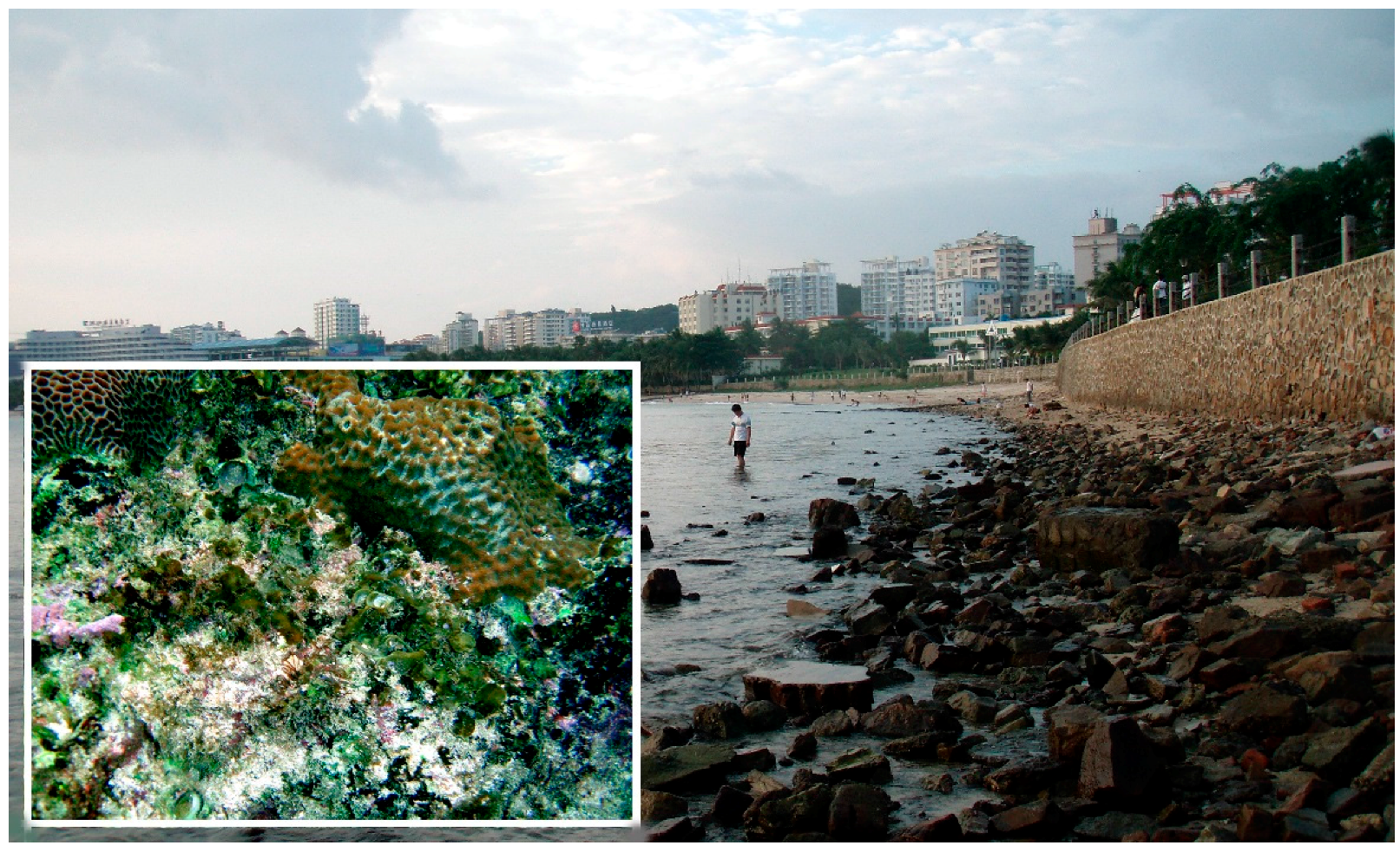 Diversity 09 00024 g004