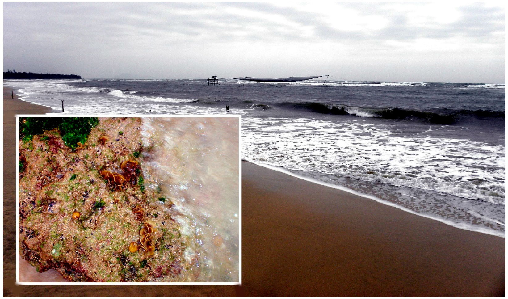 Diversity 09 00024 g005