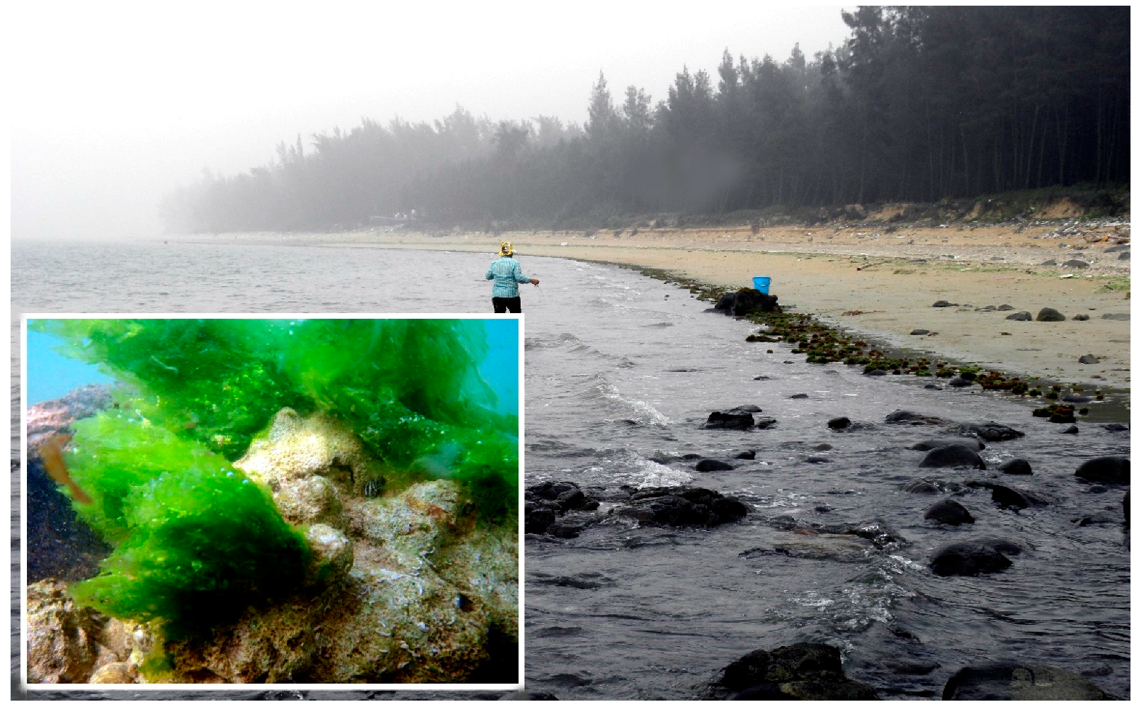 Diversity 09 00024 g006