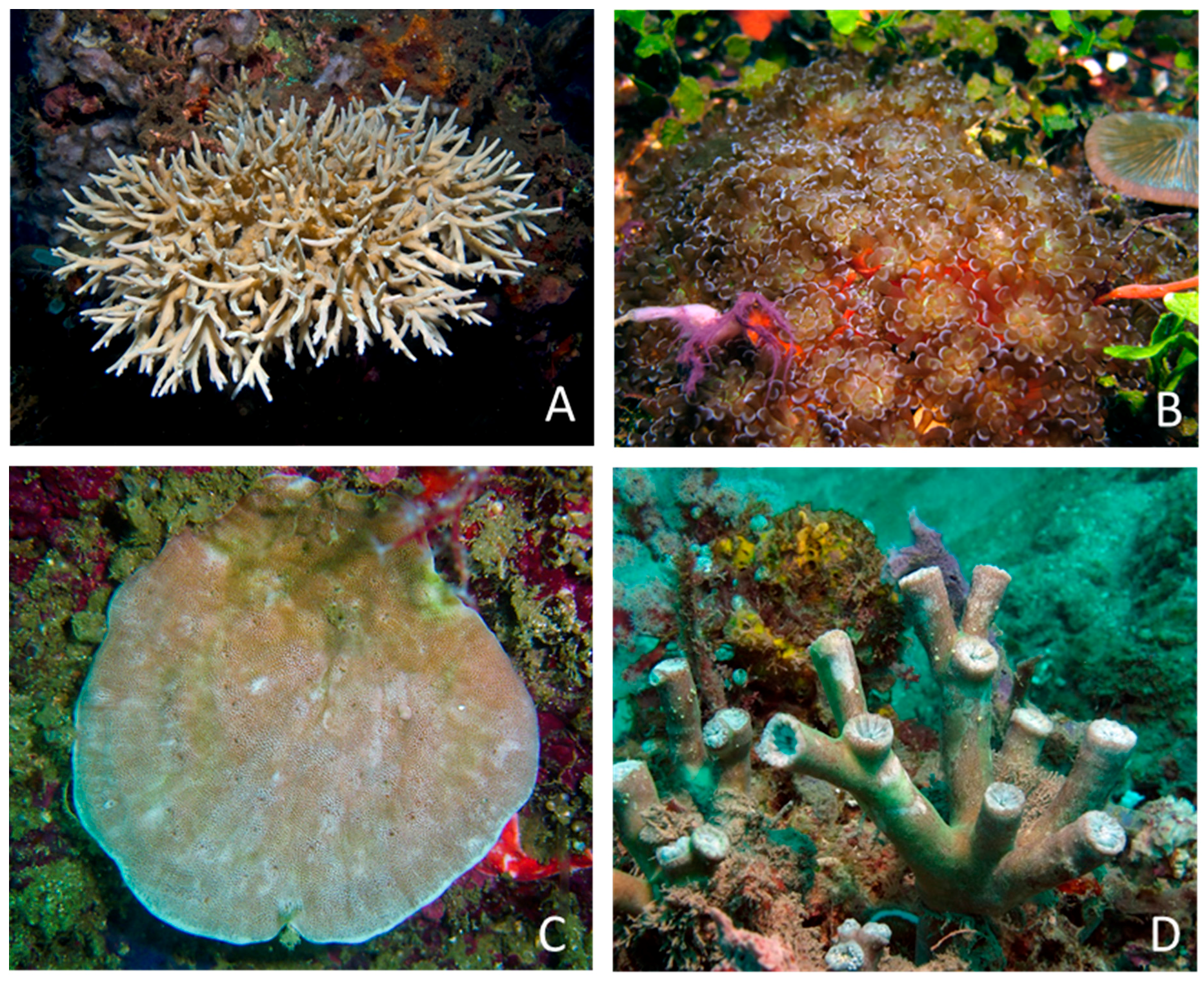 Diversity 09 00025 g012