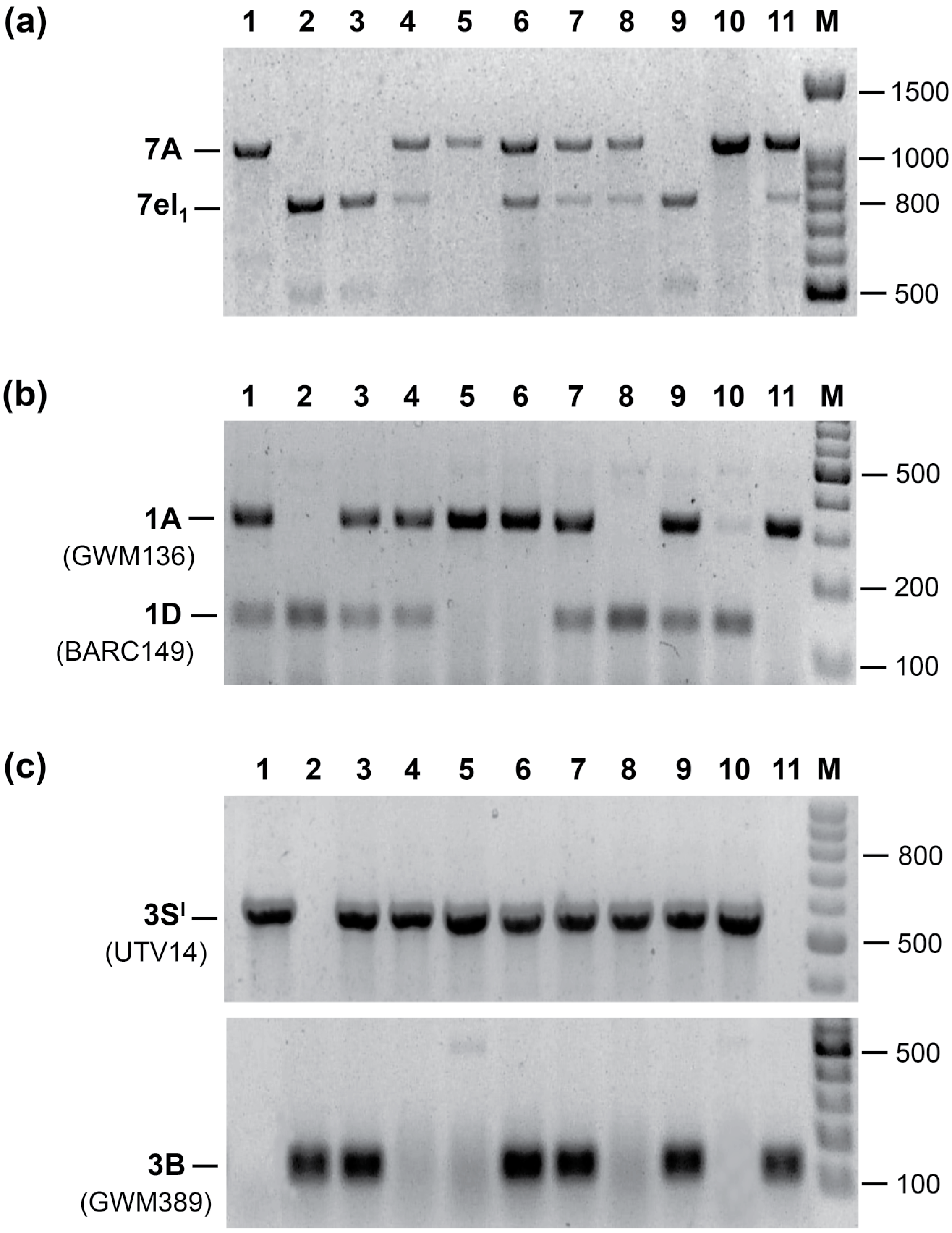 Diversity 09 00055 g002