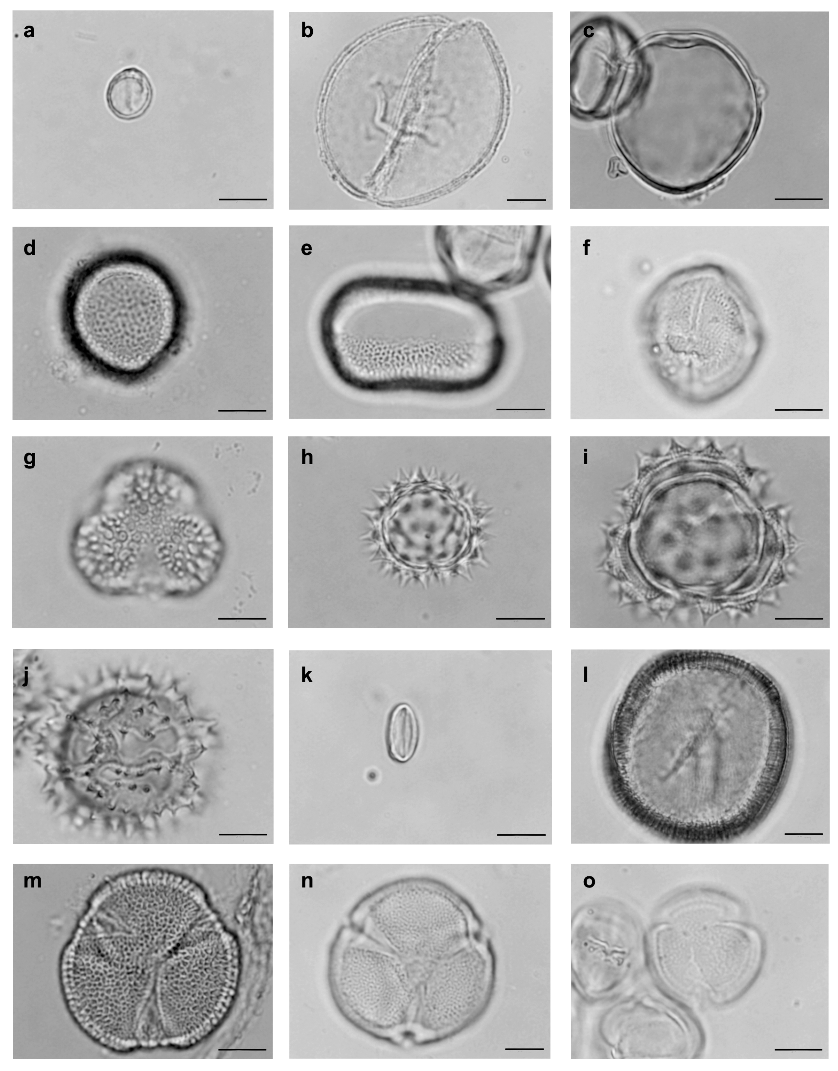 Diversity 10 00003 g001 Diversity 10 00003 g001
