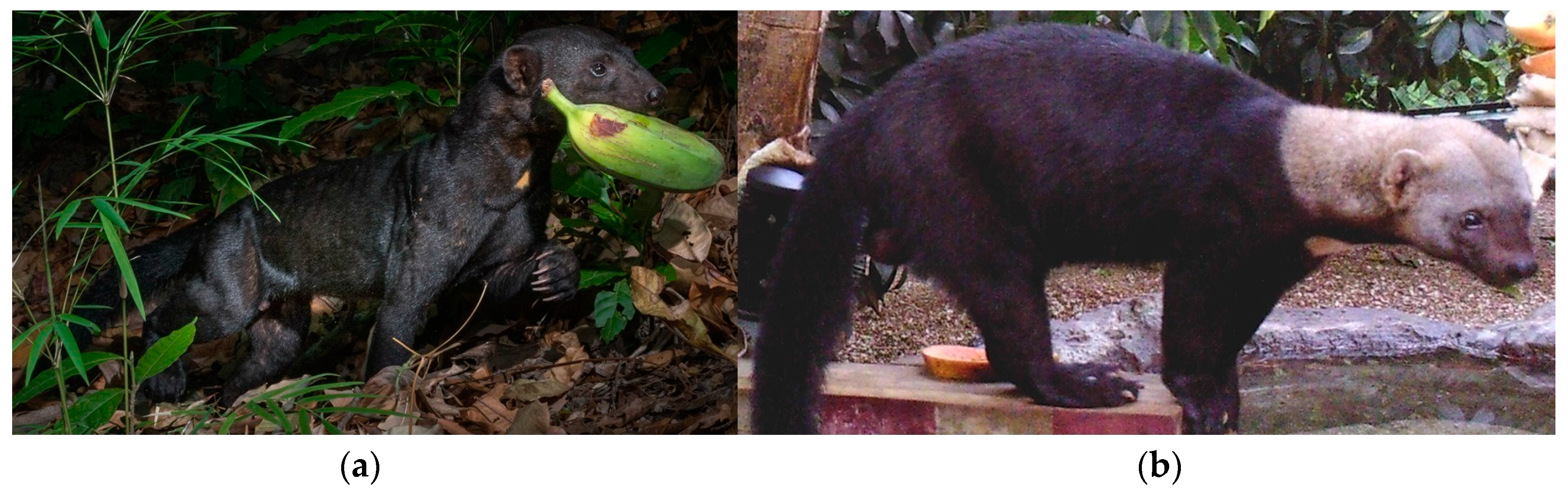 Diversity 10 00007 g001