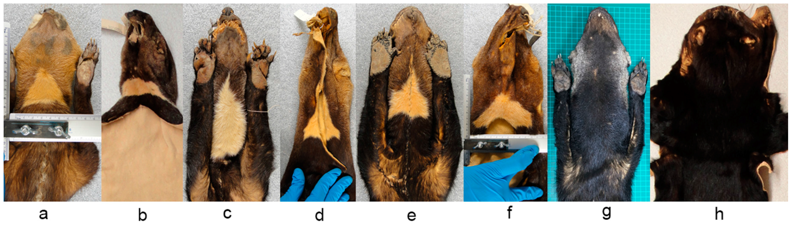 Diversity 10 00007 g003