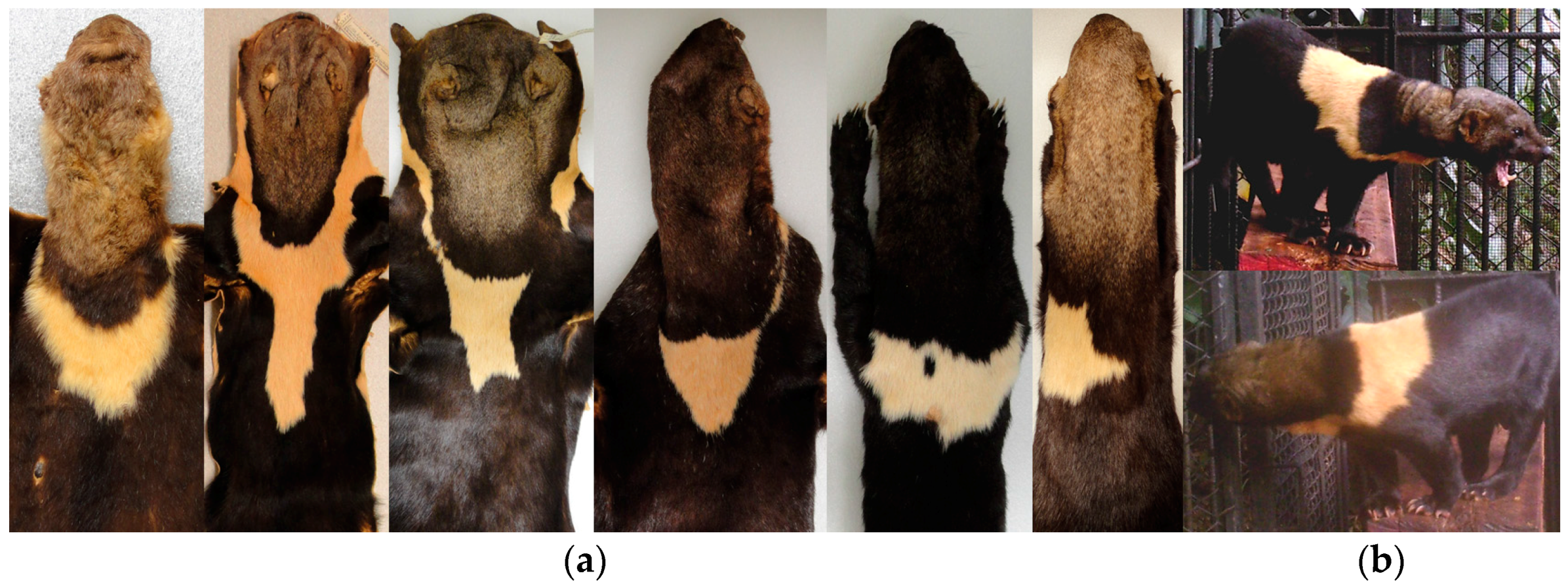 Diversity 10 00007 g011