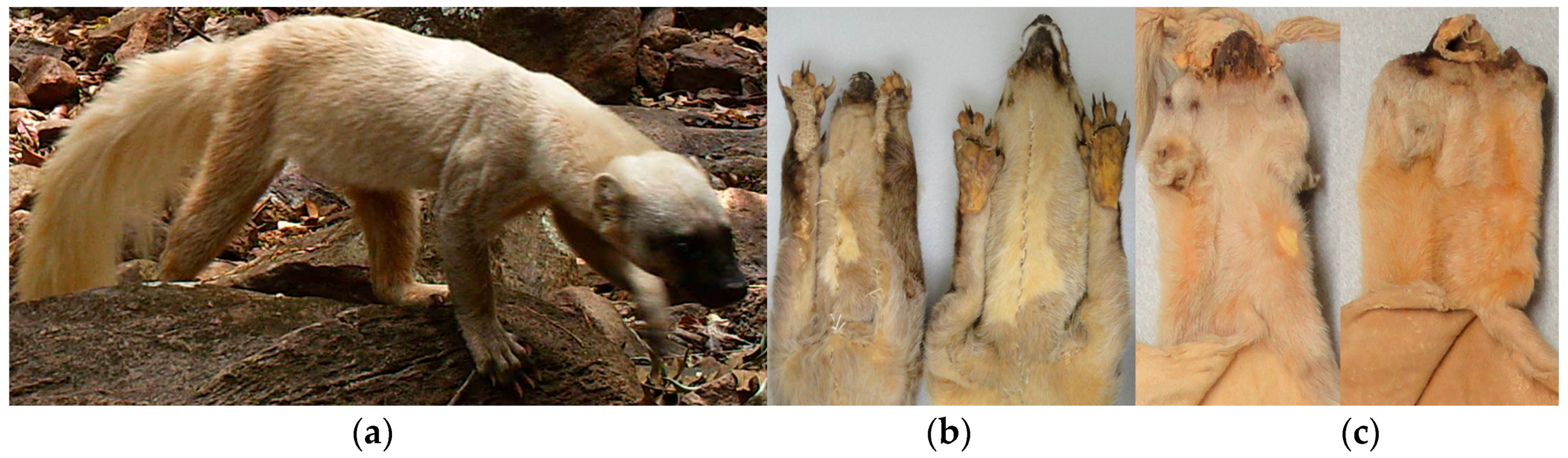 Diversity 10 00007 g012