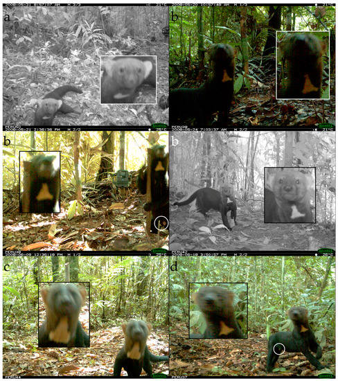 Diversity 10 00007 g0a3a 550