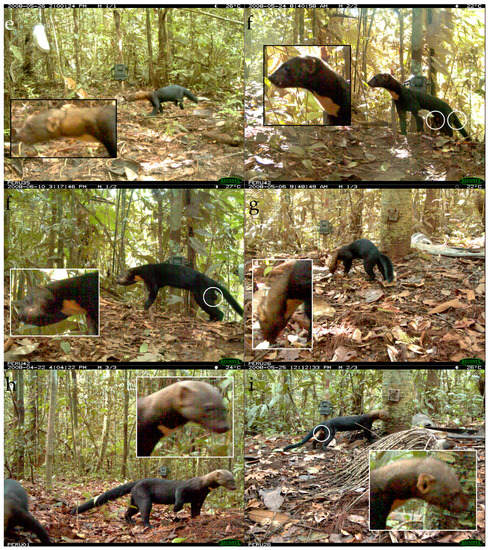 Diversity 10 00007 g0a3b 550