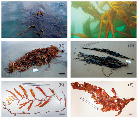 Diversity 10 00011 g0a1