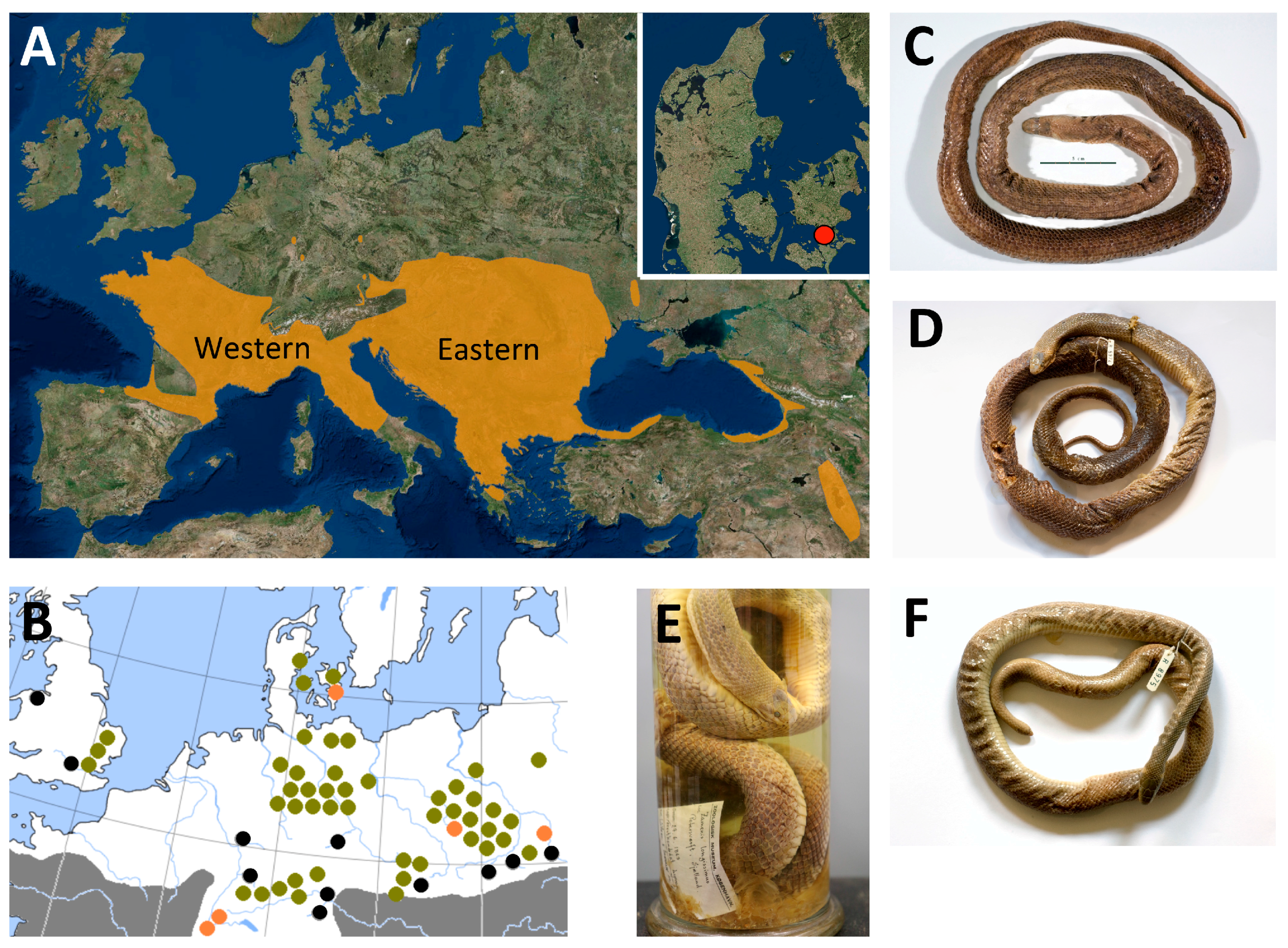 Diversity 10 00014 g001