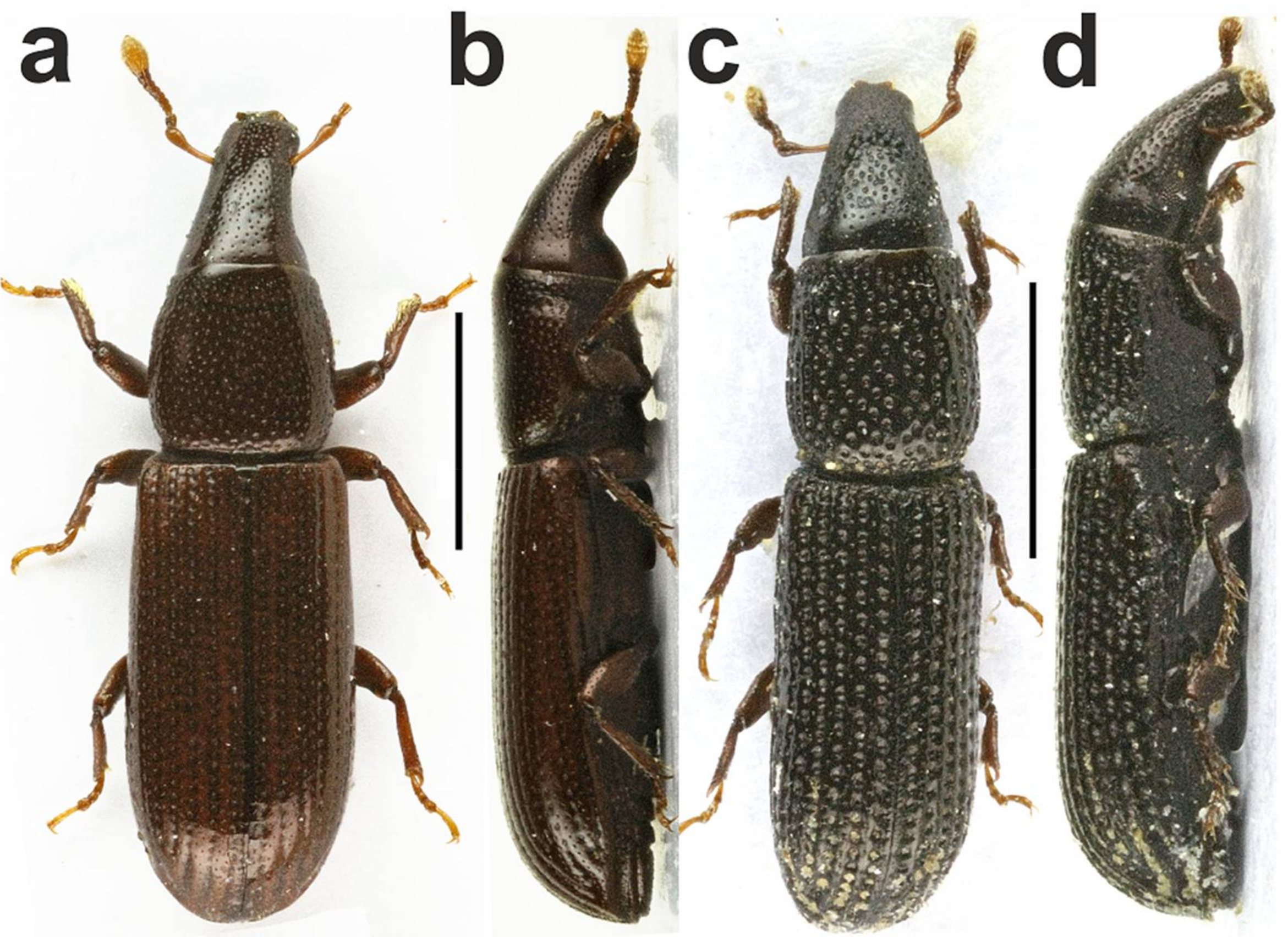 Diversity 10 00028 g001