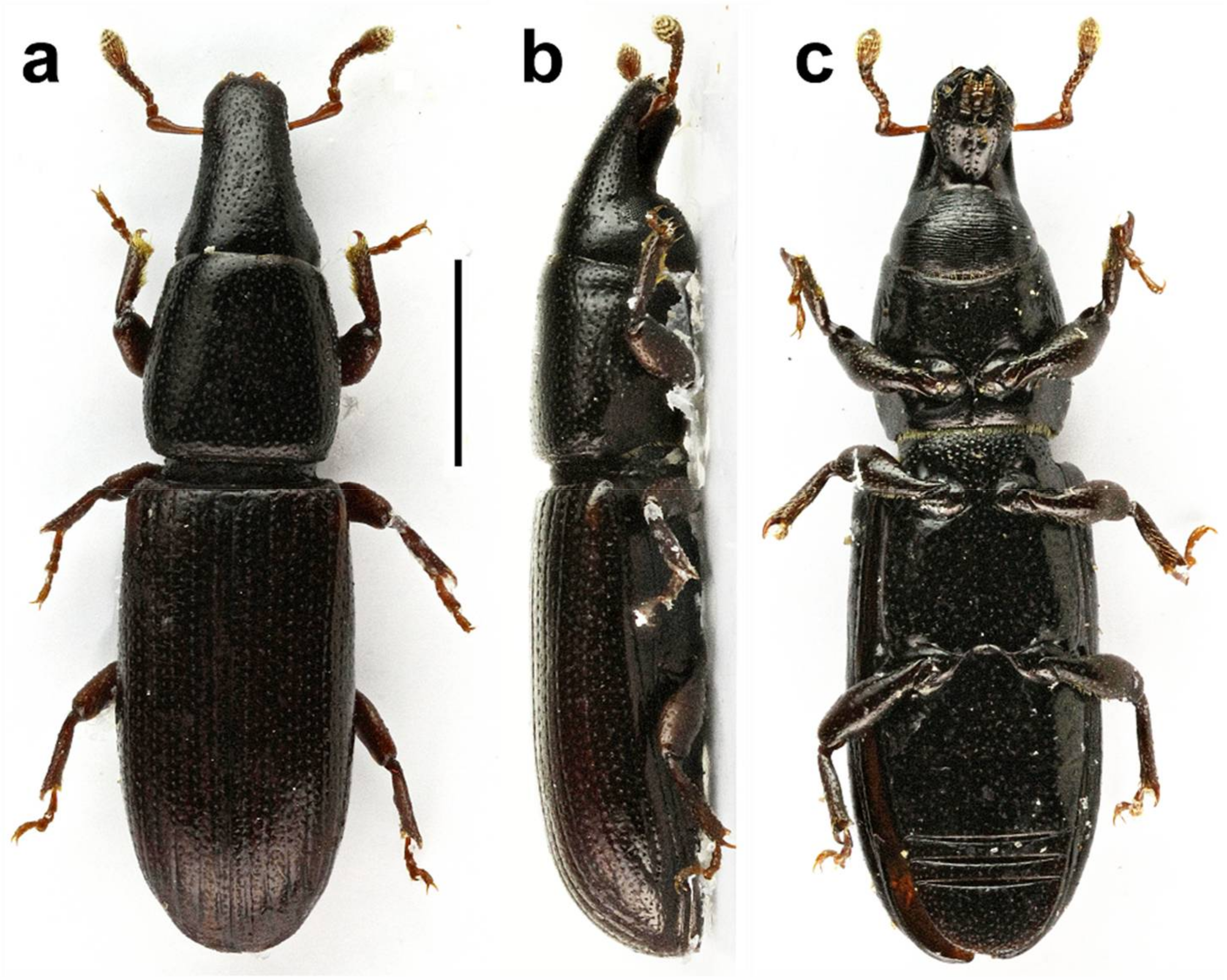 Diversity 10 00028 g002