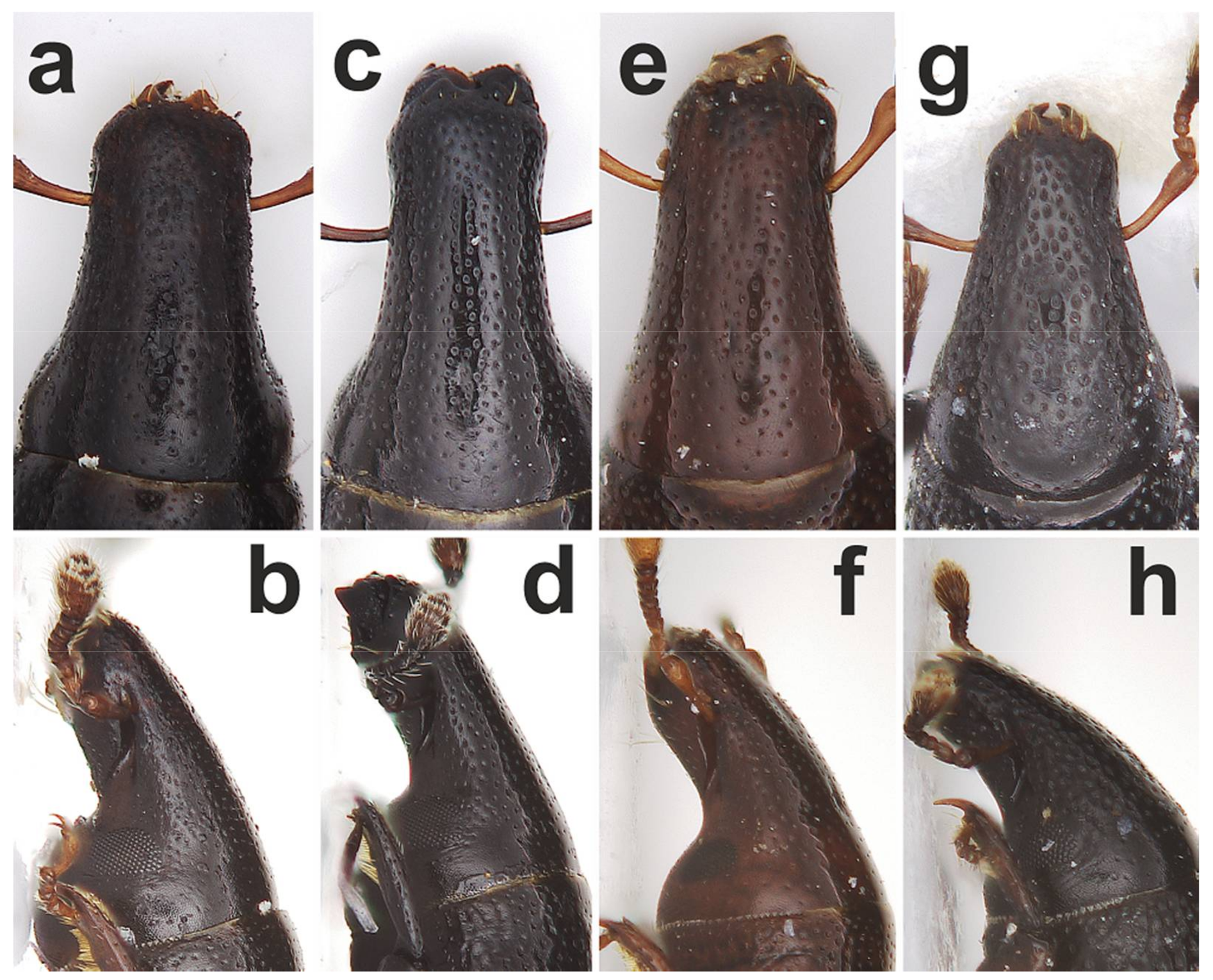 Diversity 10 00028 g004