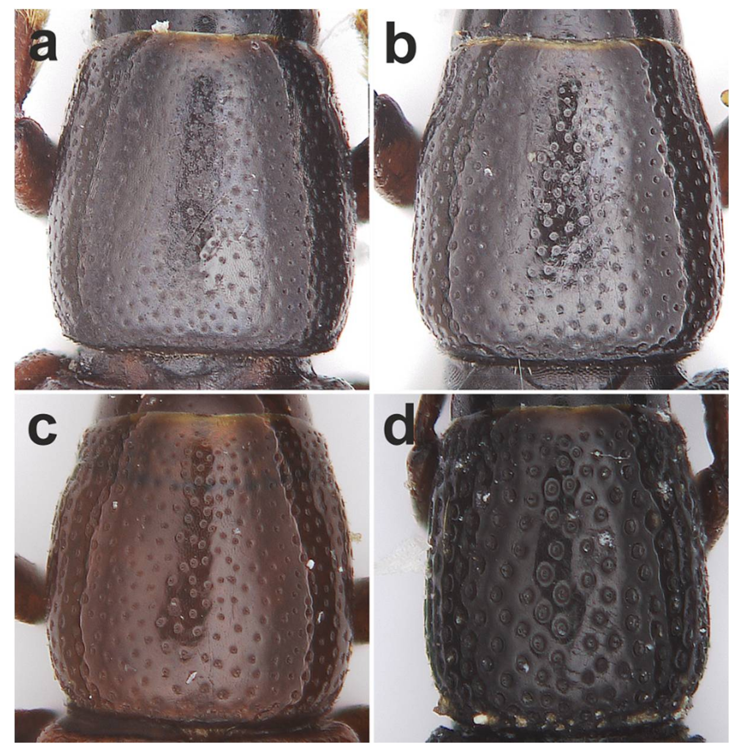 Diversity 10 00028 g006