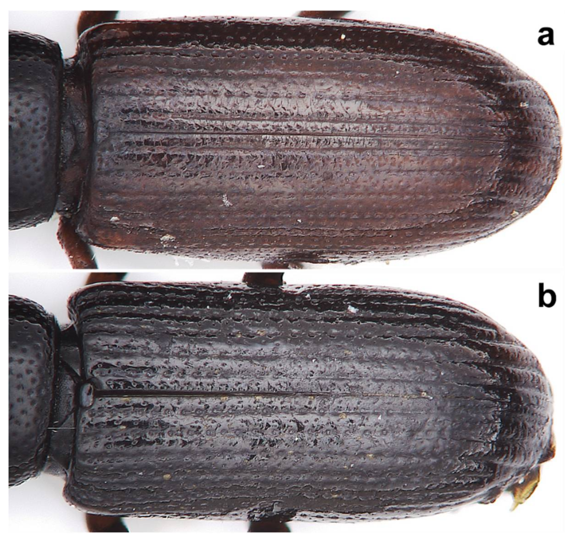 Diversity 10 00028 g007