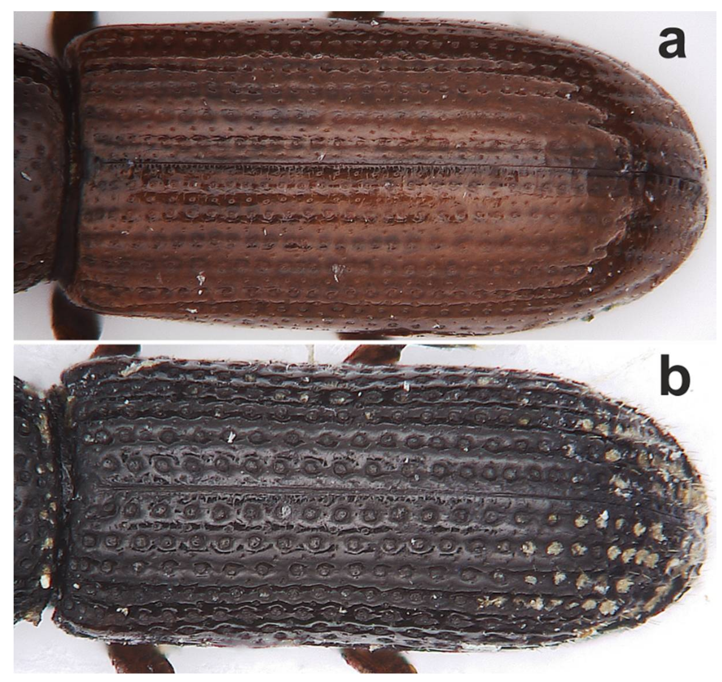 Diversity 10 00028 g008