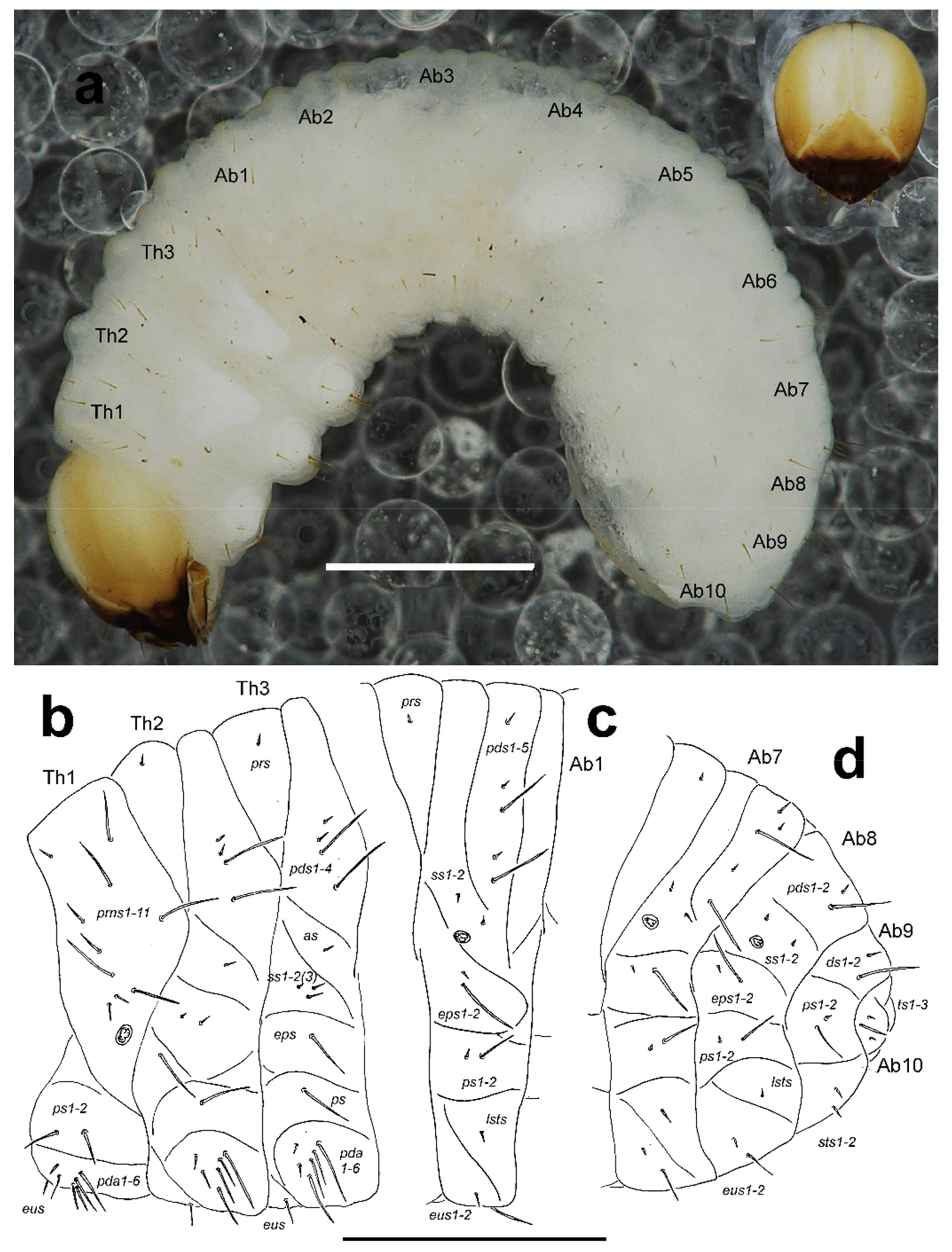 Diversity 10 00028 g010