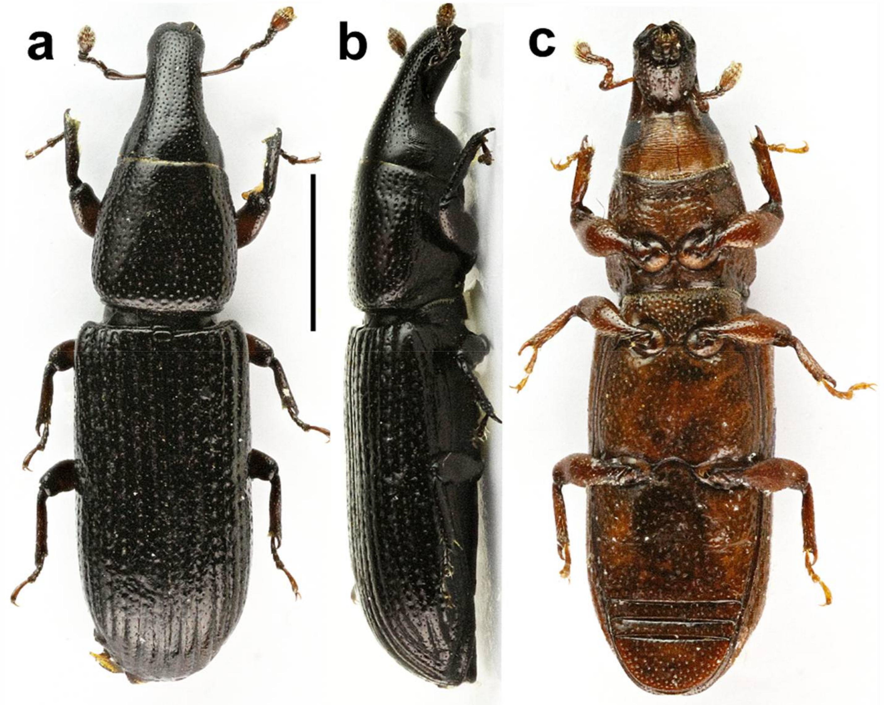 Diversity 10 00028 g011