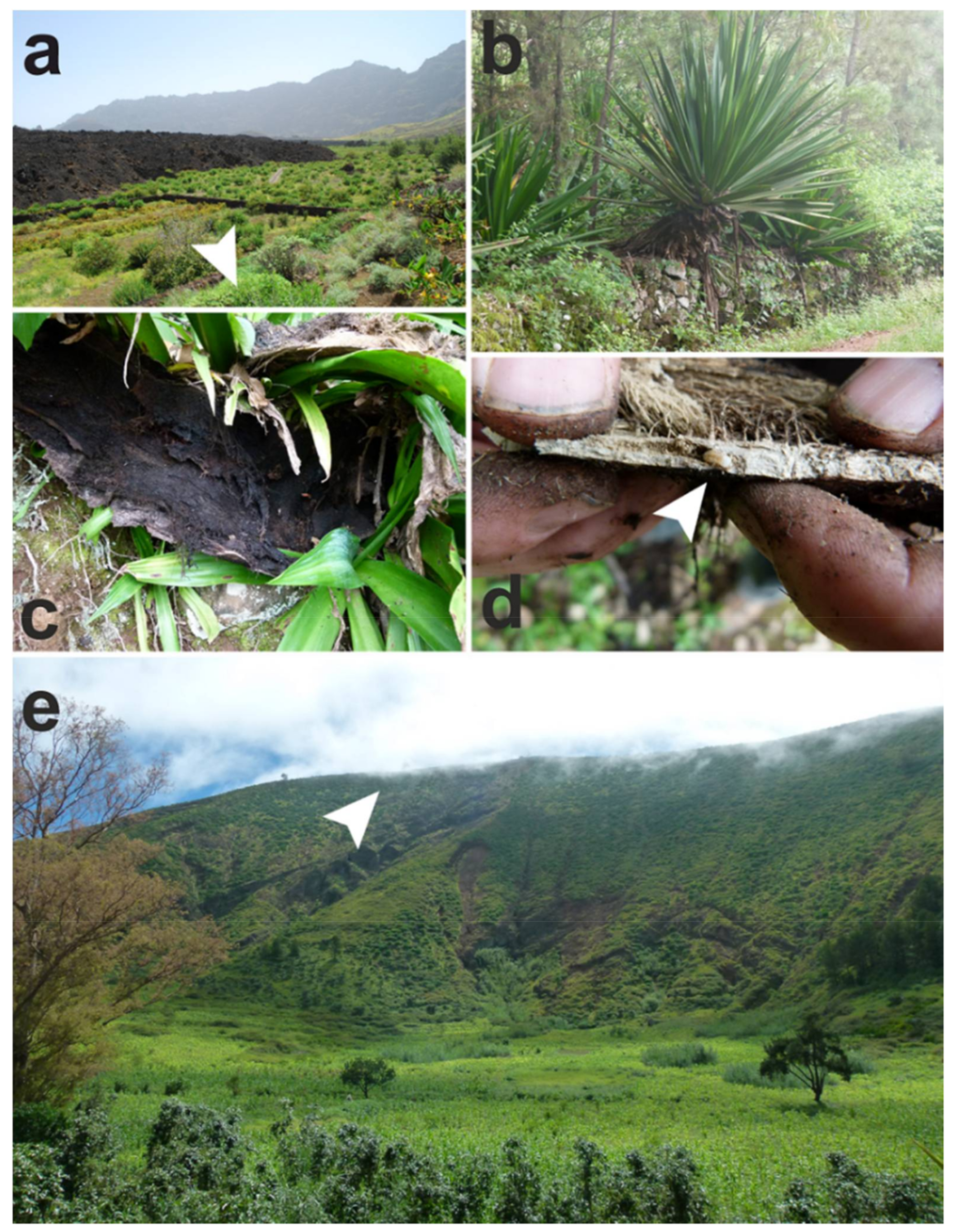 Diversity 10 00028 g013