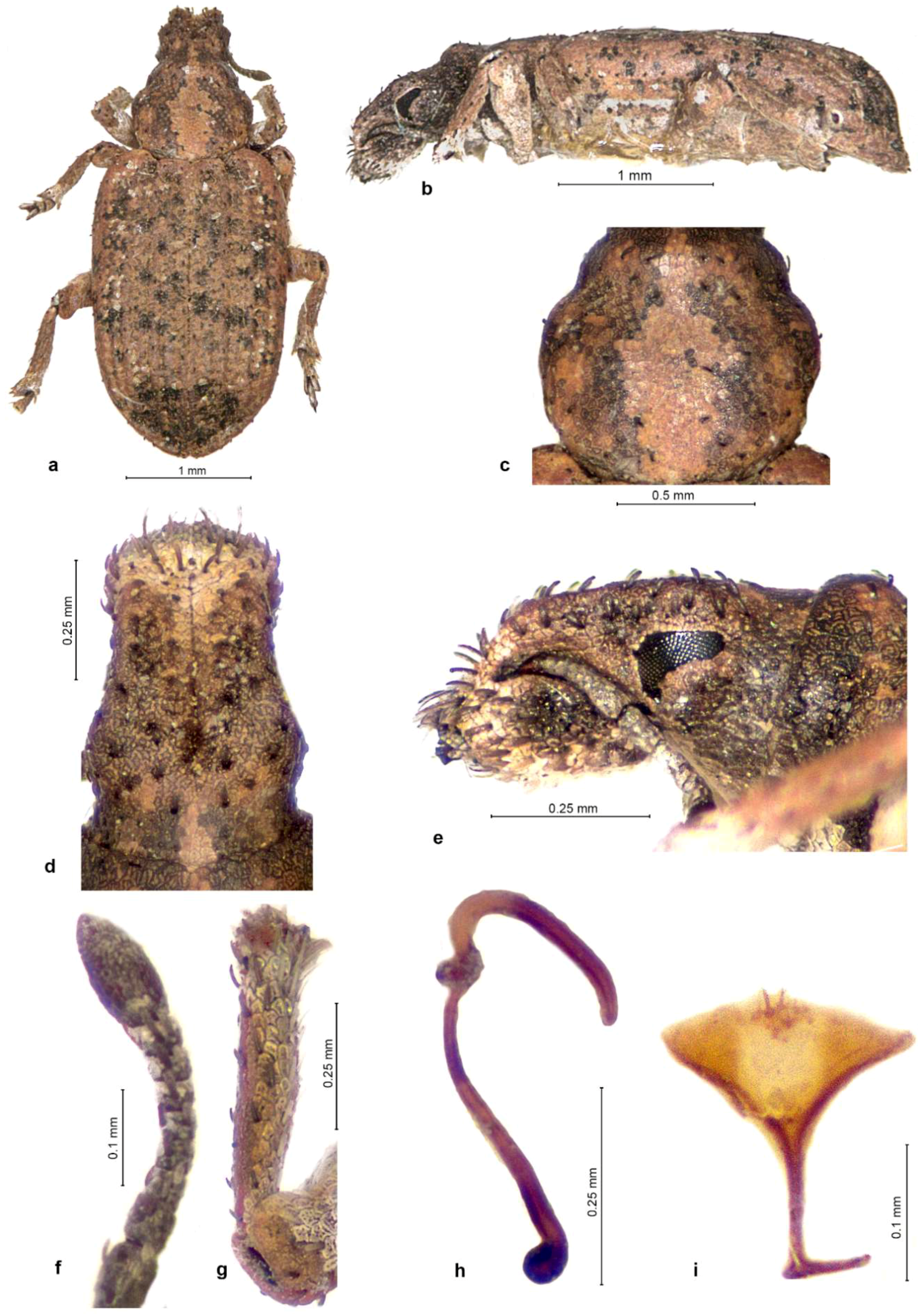 Diversity 10 00030 g001