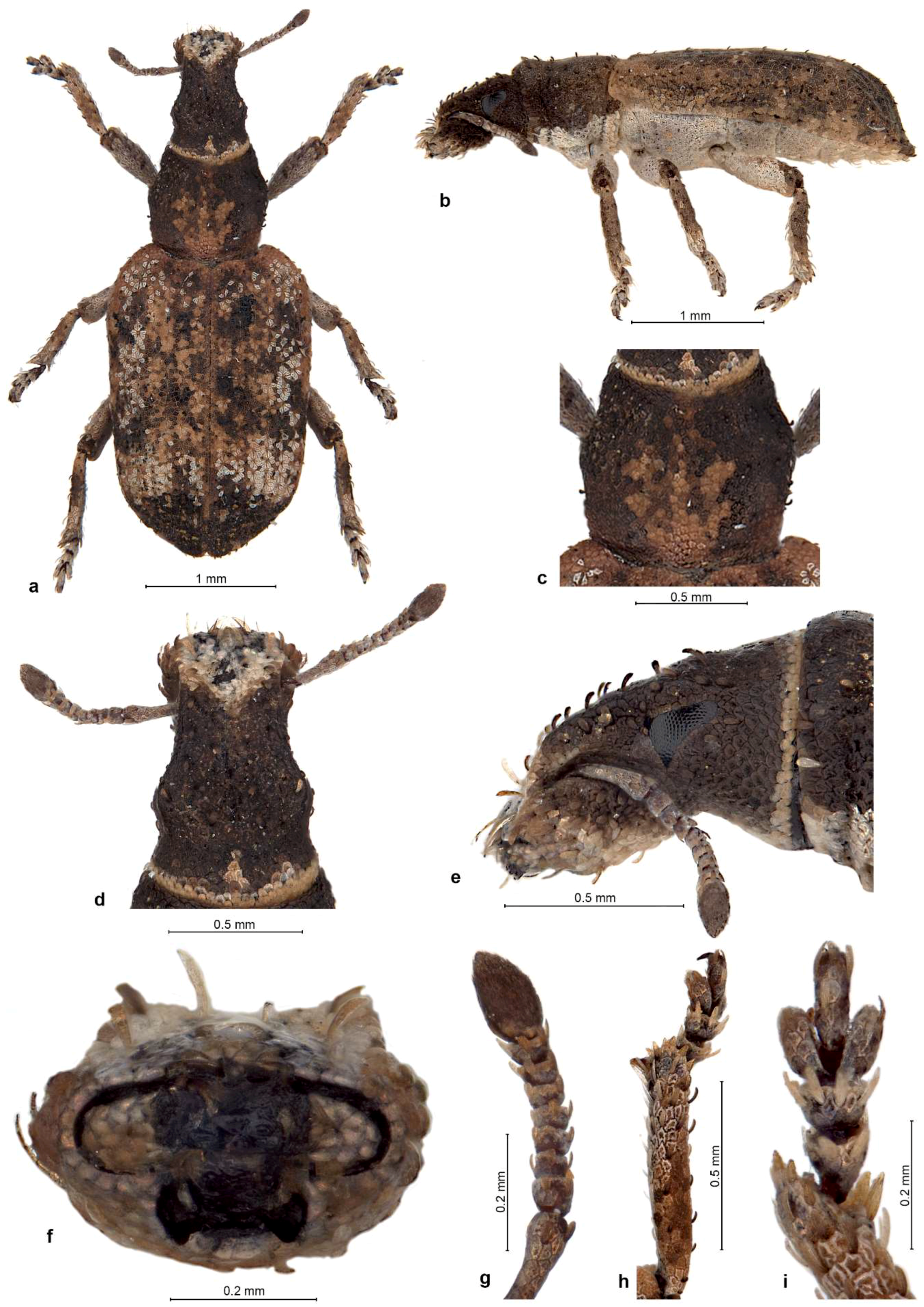 Diversity 10 00030 g002