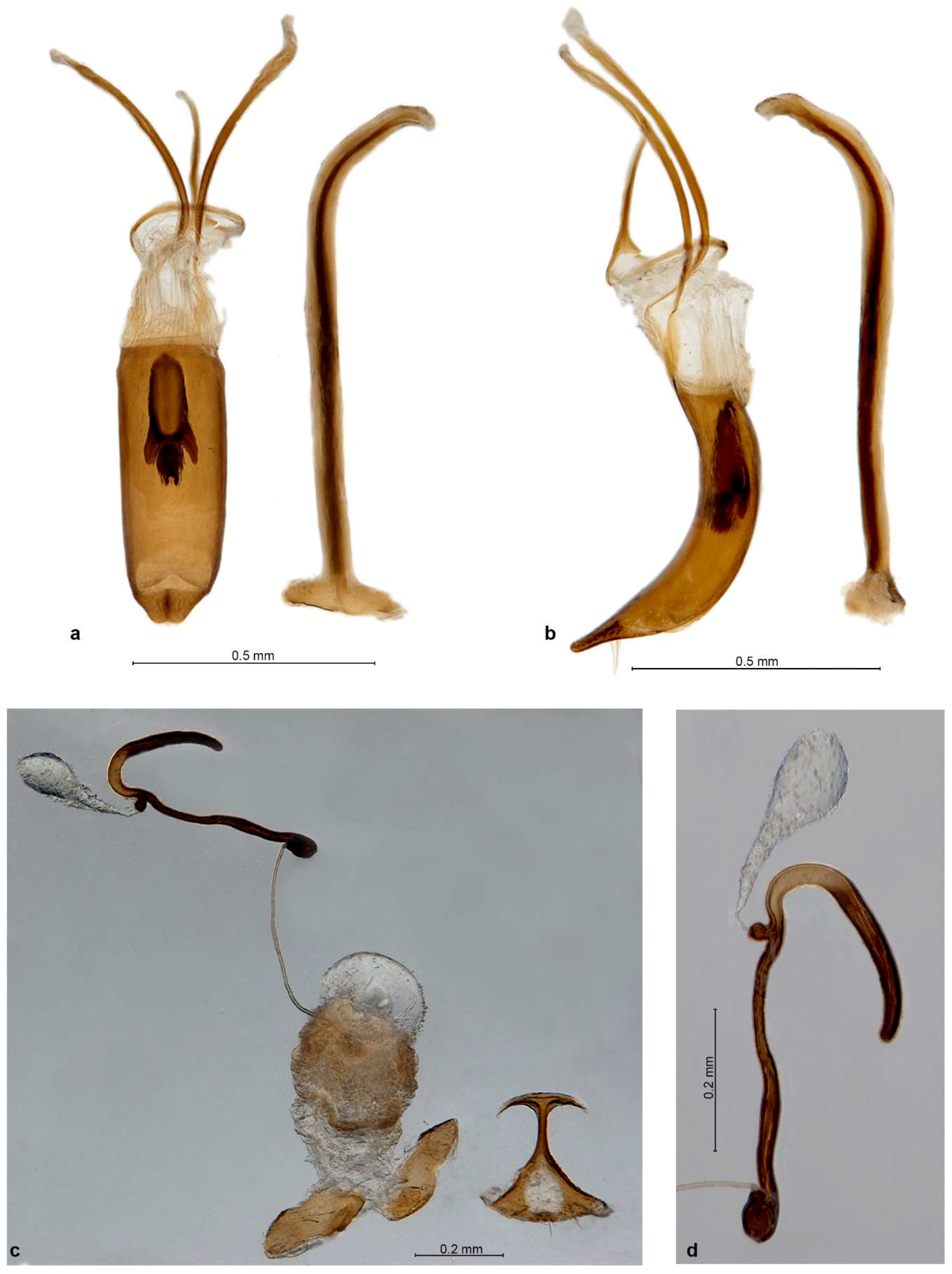Diversity 10 00030 g003
