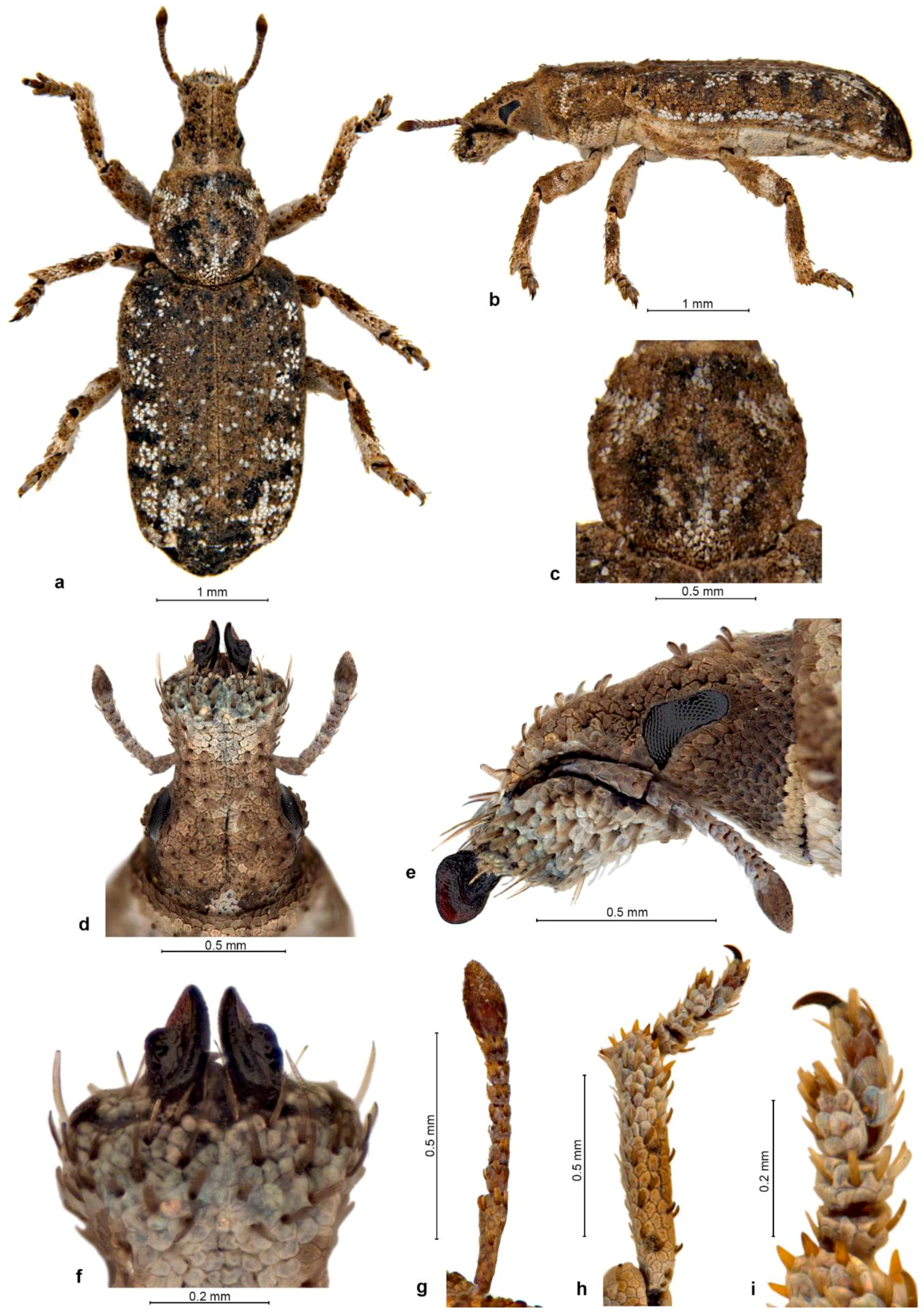 Diversity 10 00030 g004