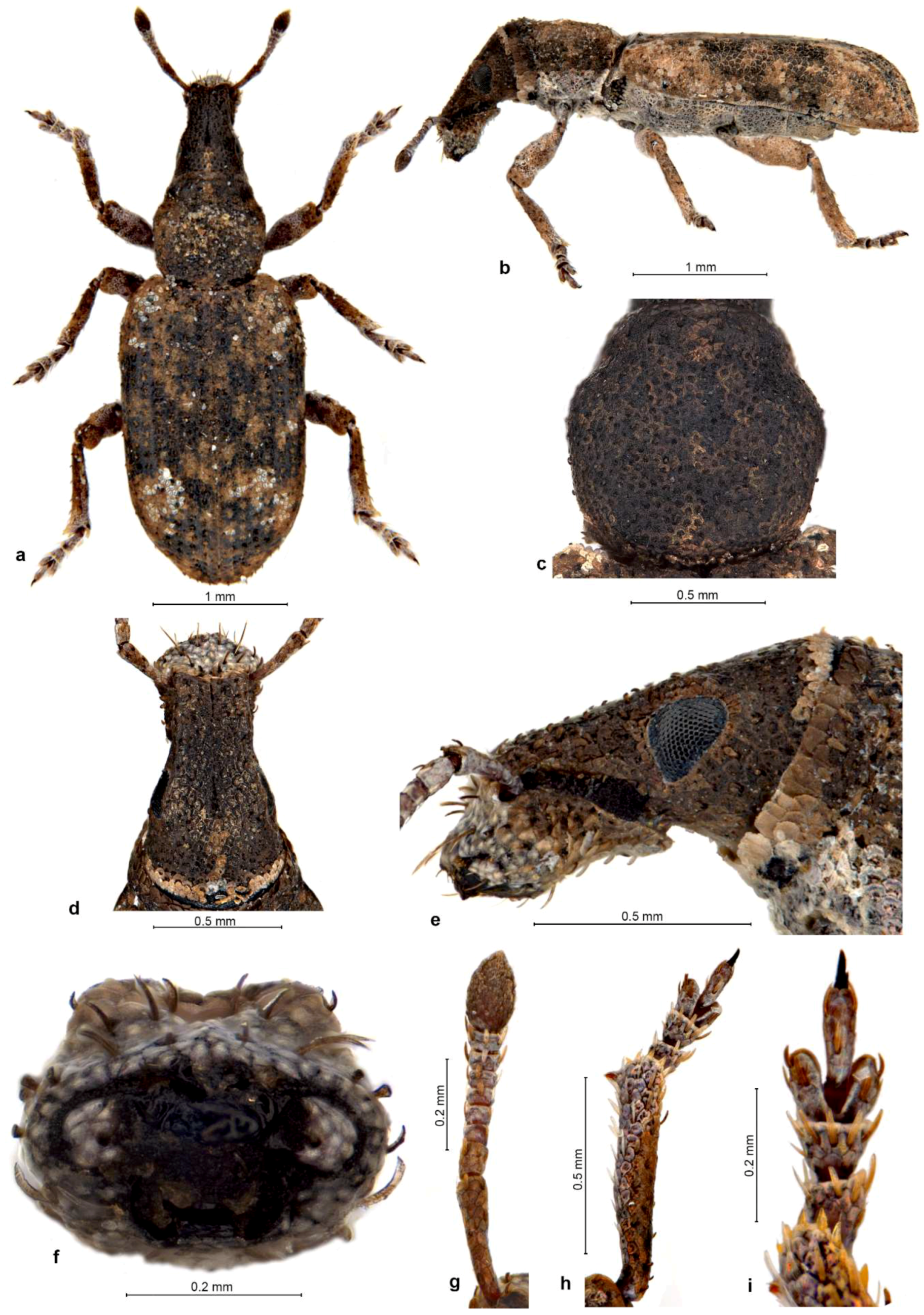 Diversity 10 00030 g006