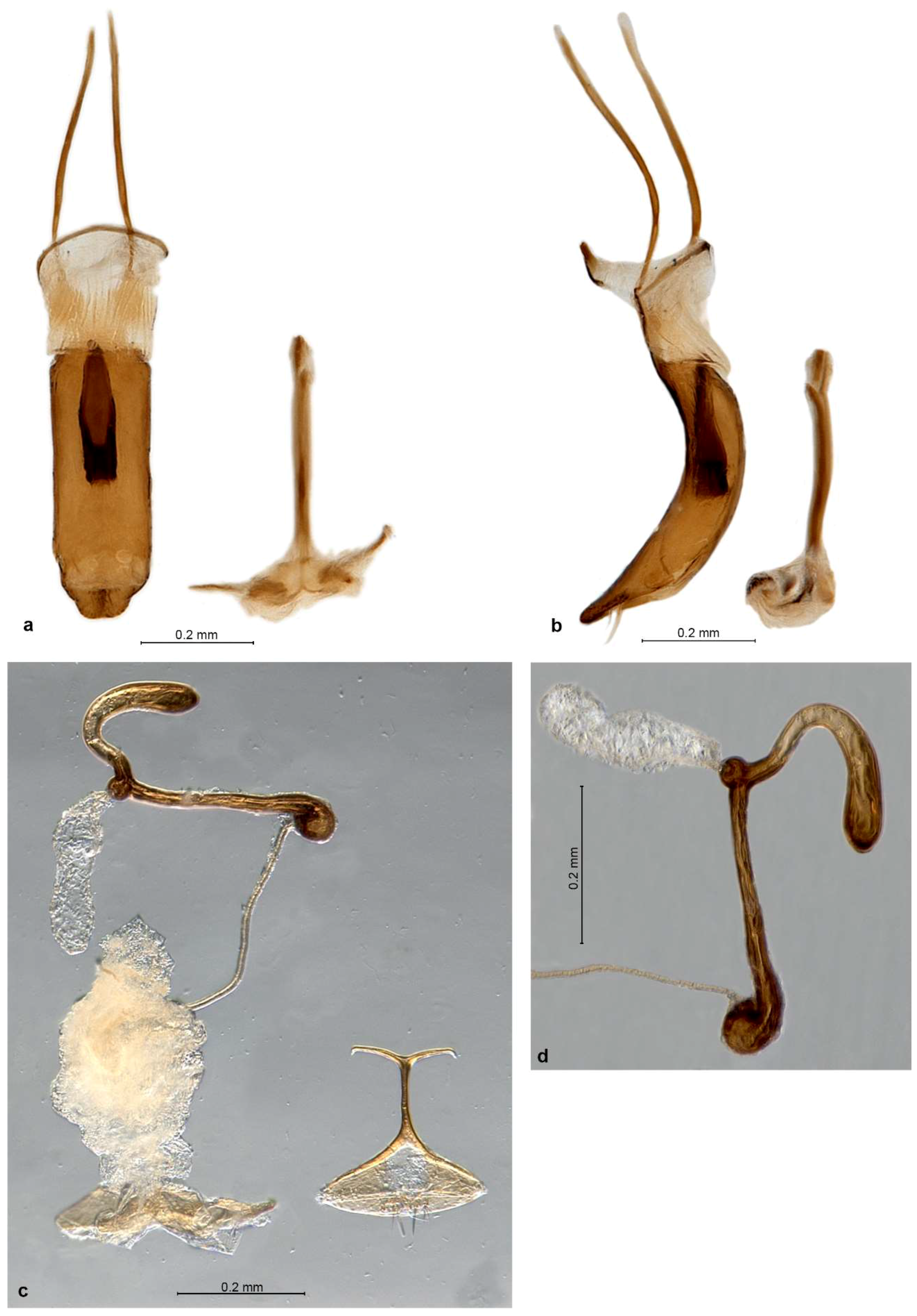 Diversity 10 00030 g007