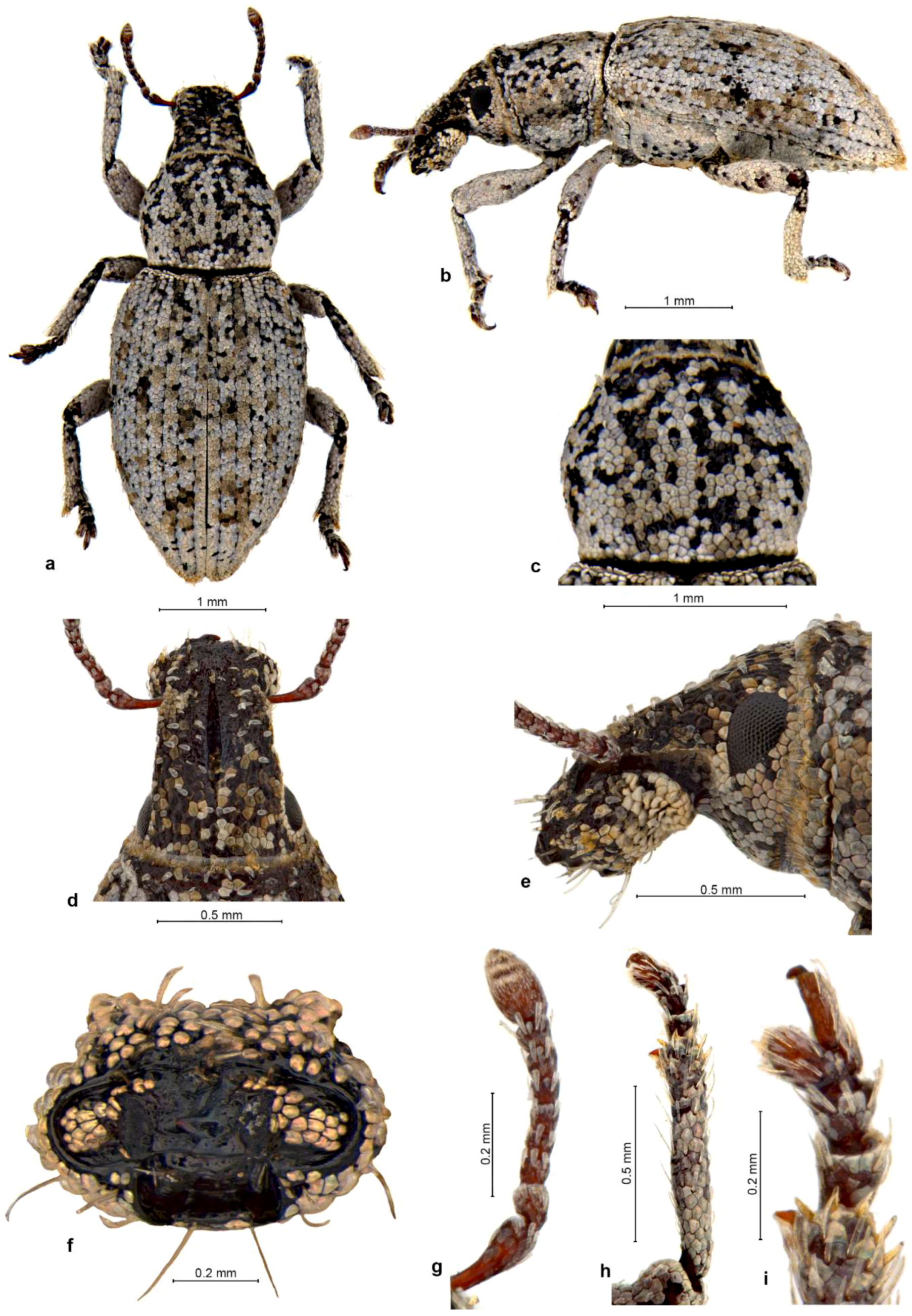 Diversity 10 00030 g008