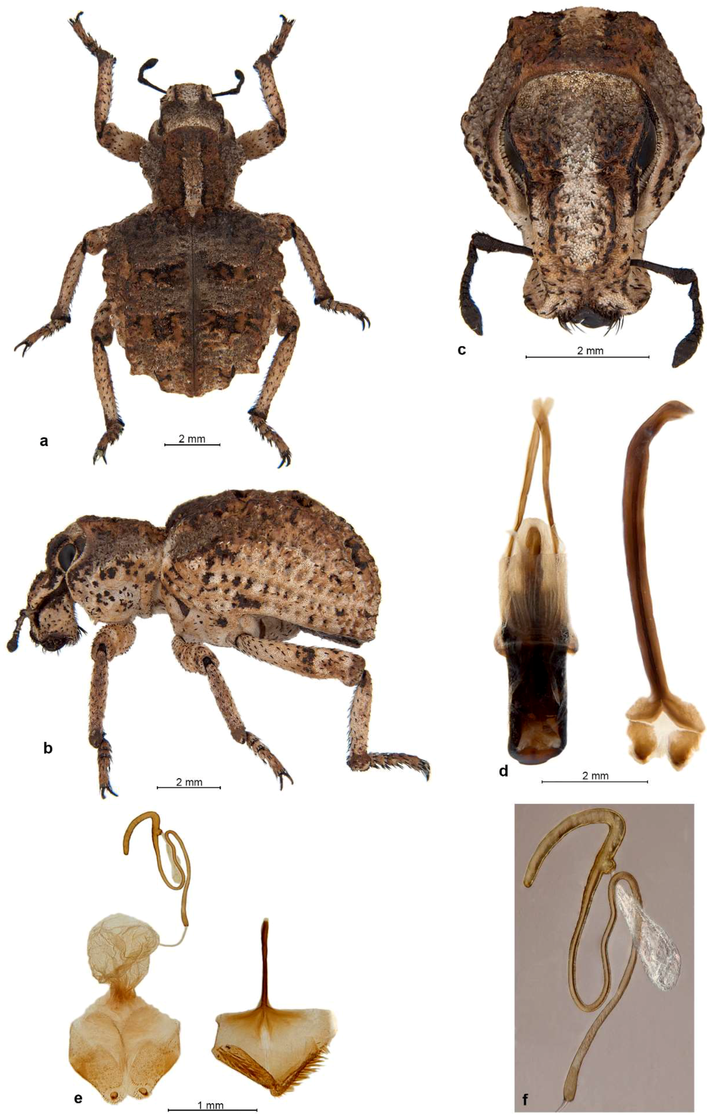 Diversity 10 00030 g011