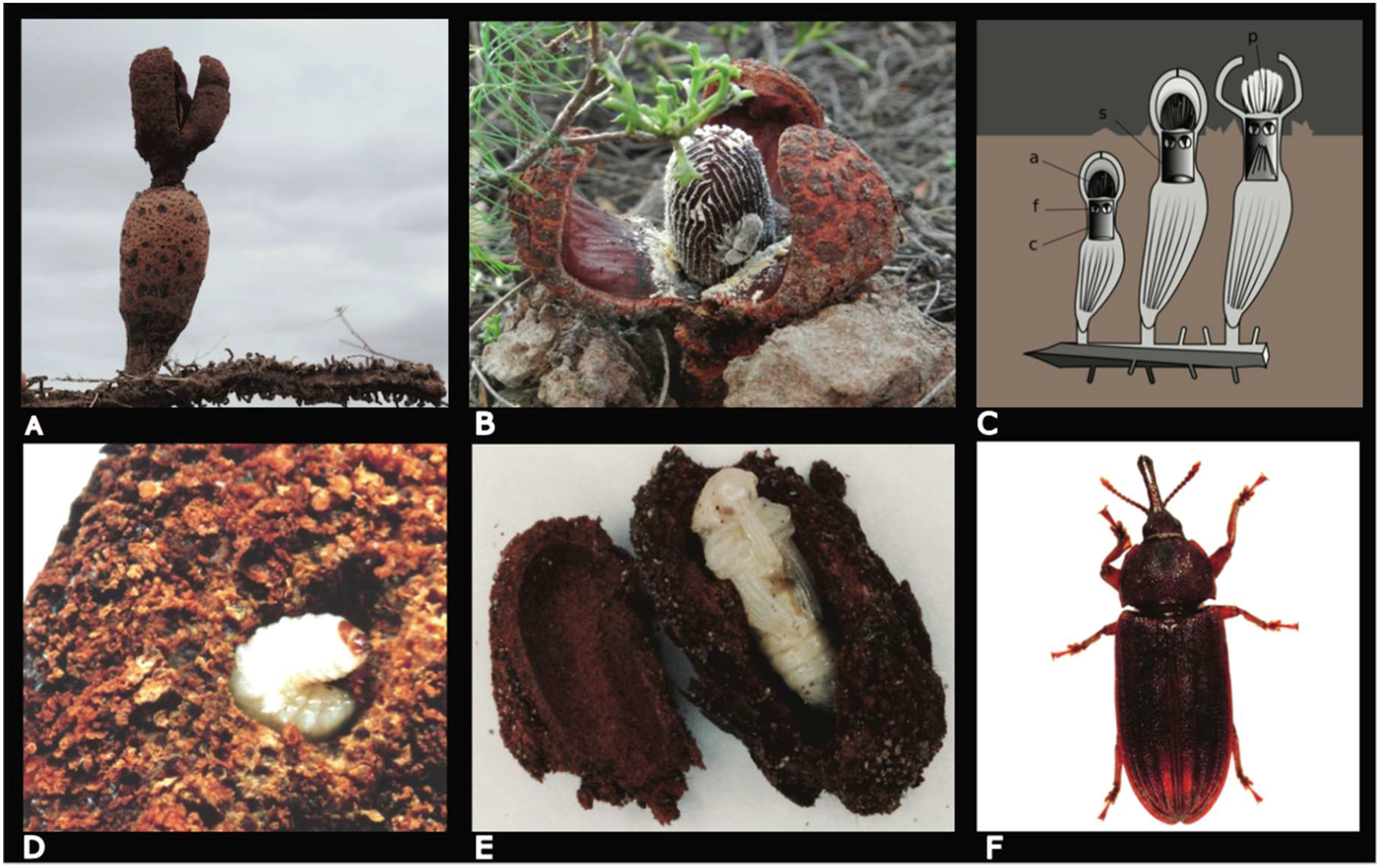 Diversity 10 00033 g001