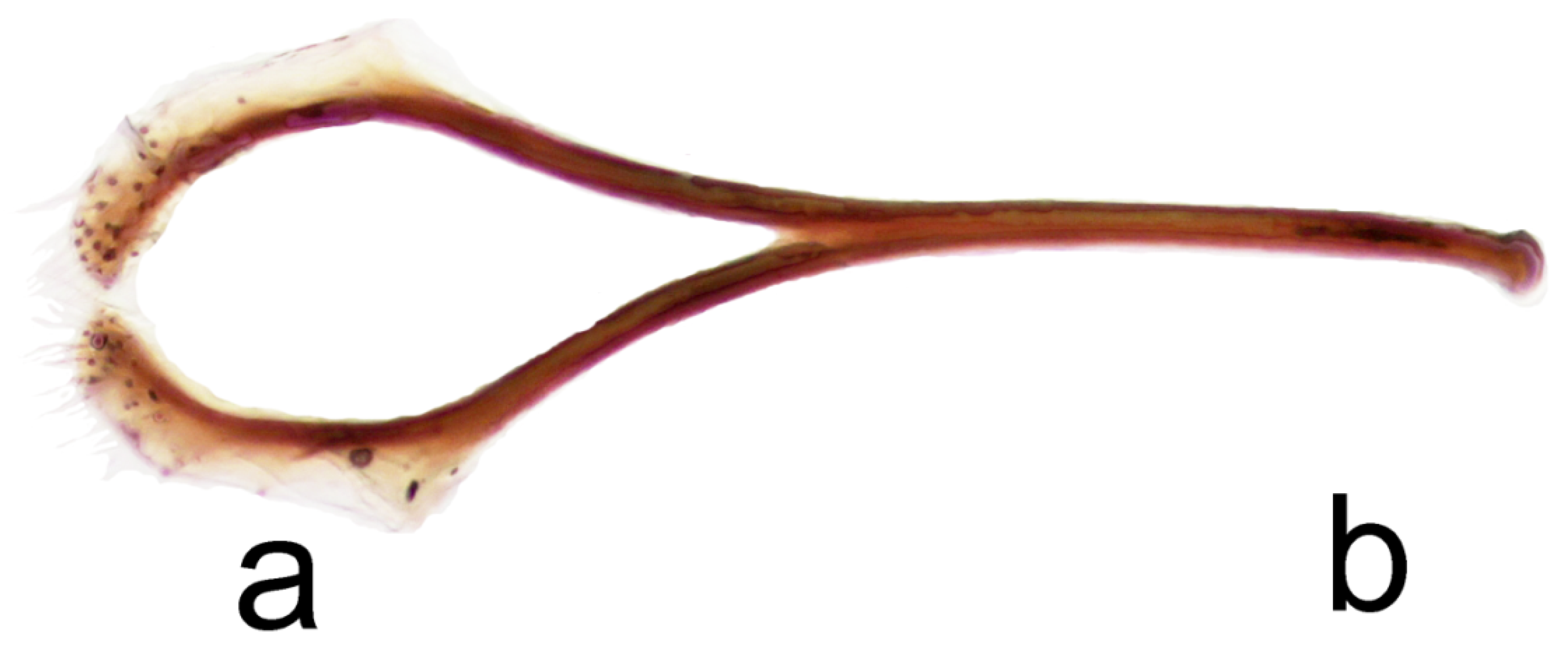 Diversity 10 00034 g002