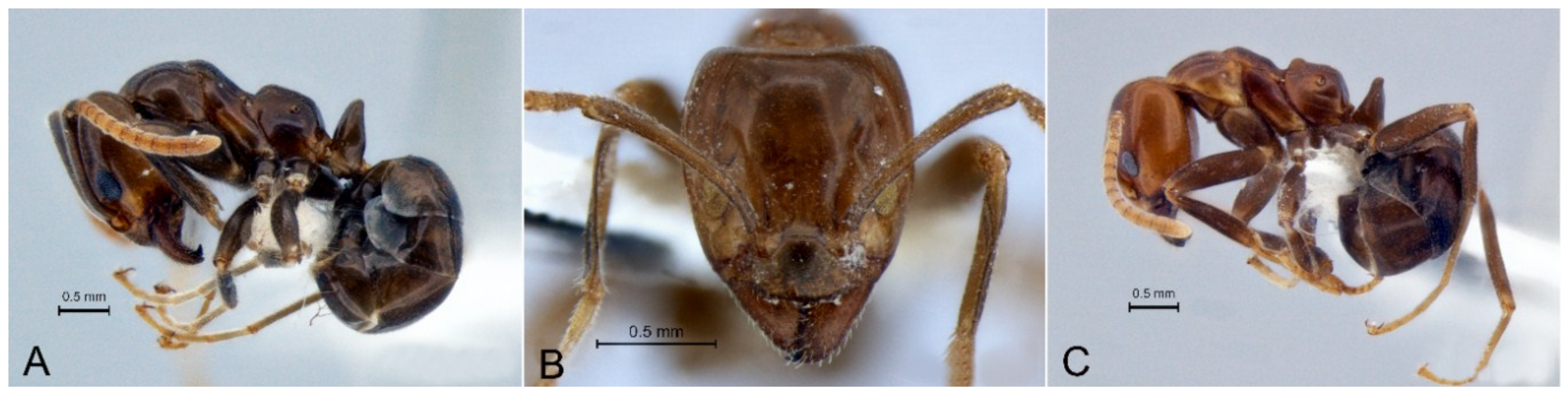 Diversity 10 00036 g002 Diversity 10 00036 g002