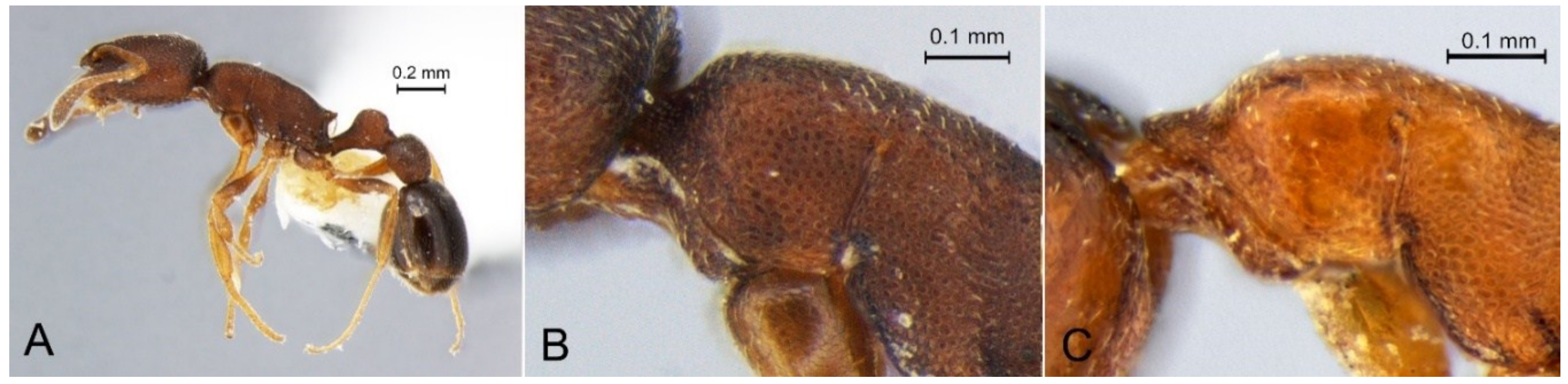 Diversity 10 00036 g003 Diversity 10 00036 g003