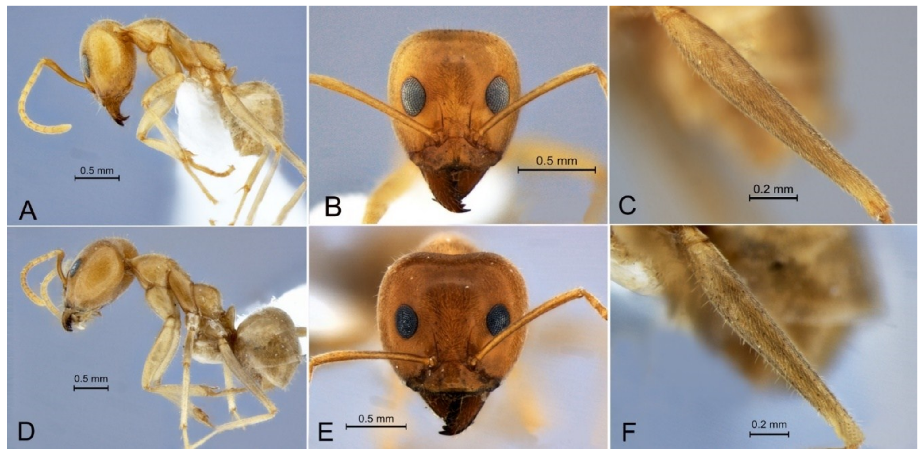 Diversity 10 00036 g004 Diversity 10 00036 g004