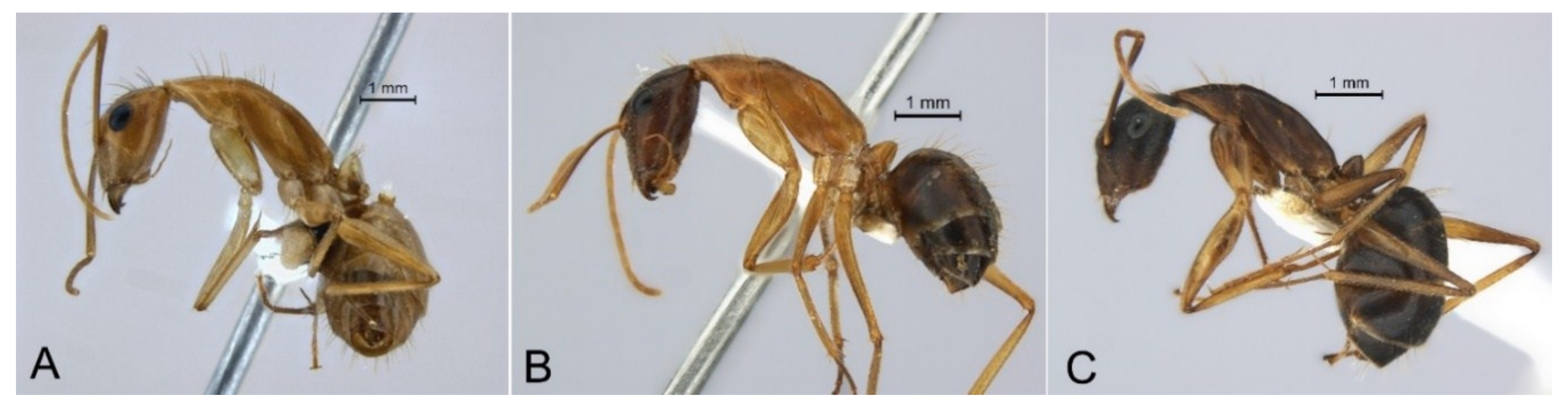 Diversity 10 00036 g005 Diversity 10 00036 g005