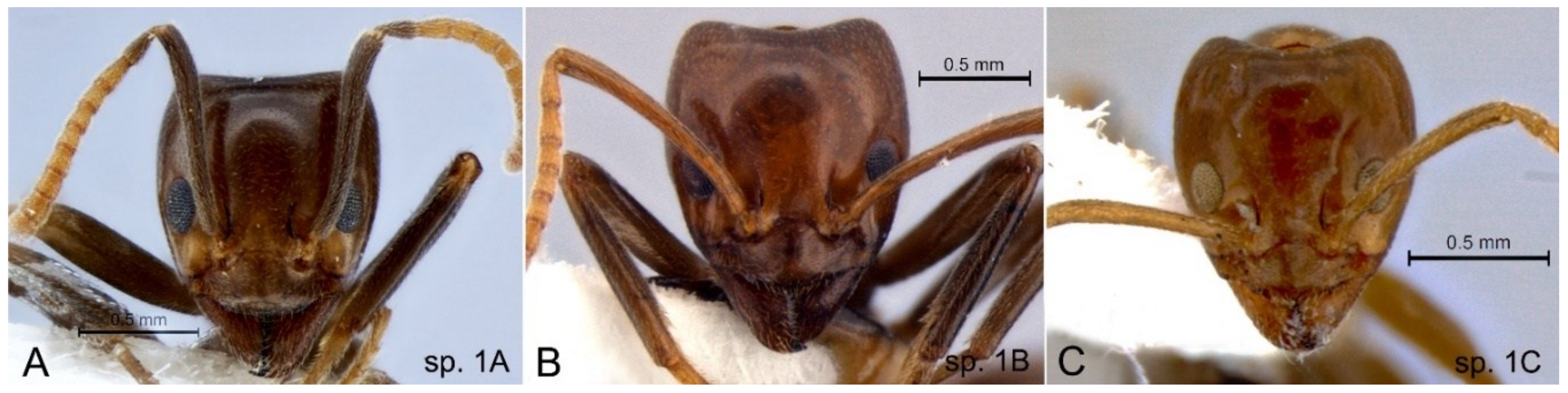 Diversity 10 00036 g007 Diversity 10 00036 g007