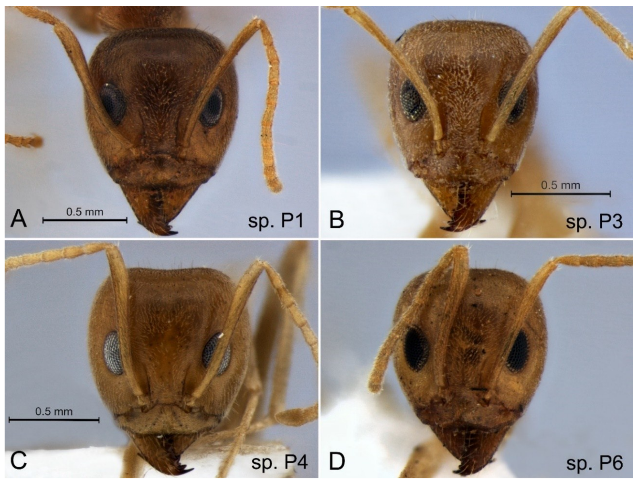 Diversity 10 00036 g009 Diversity 10 00036 g009