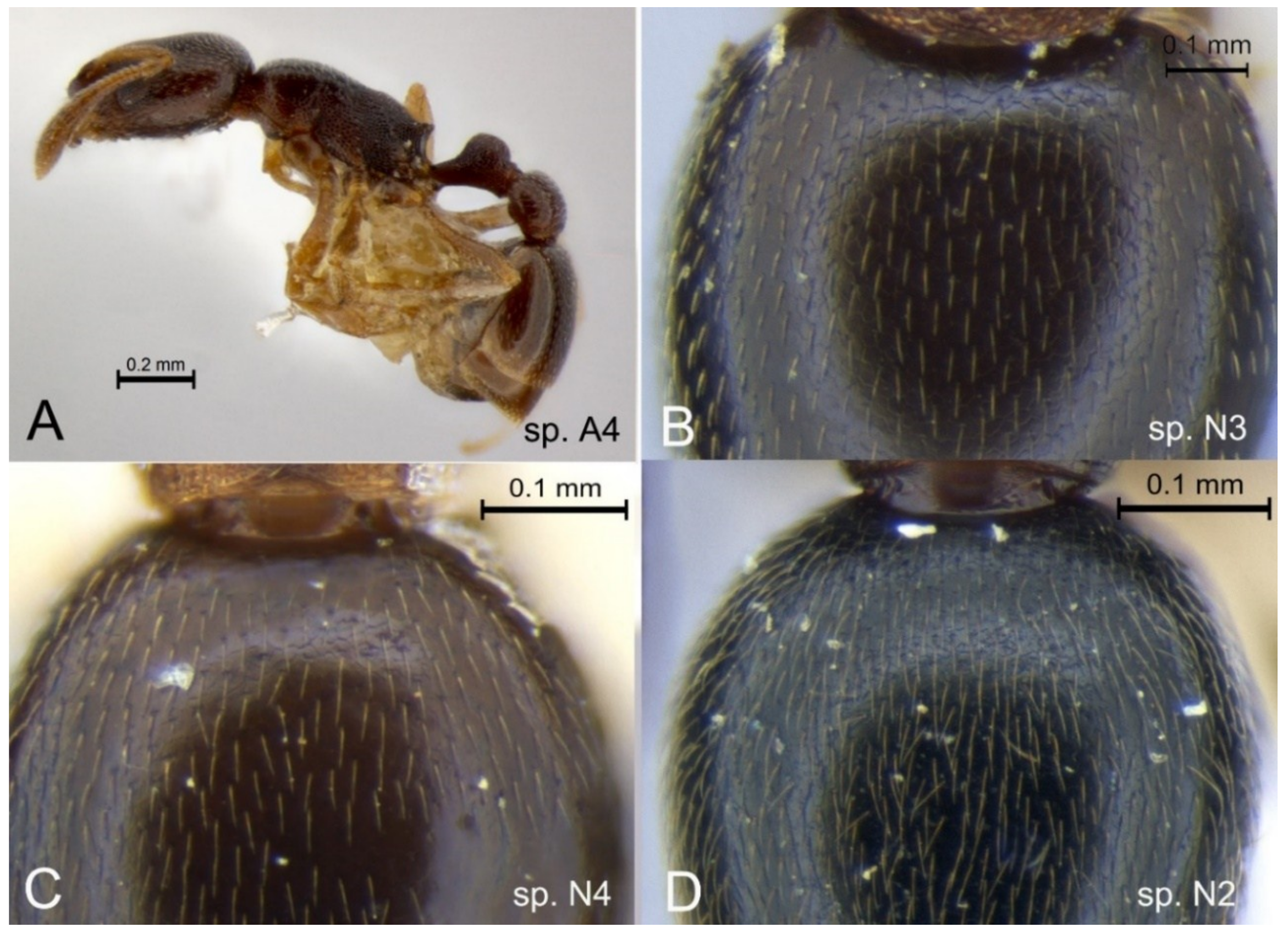 Diversity 10 00036 g011 Diversity 10 00036 g011