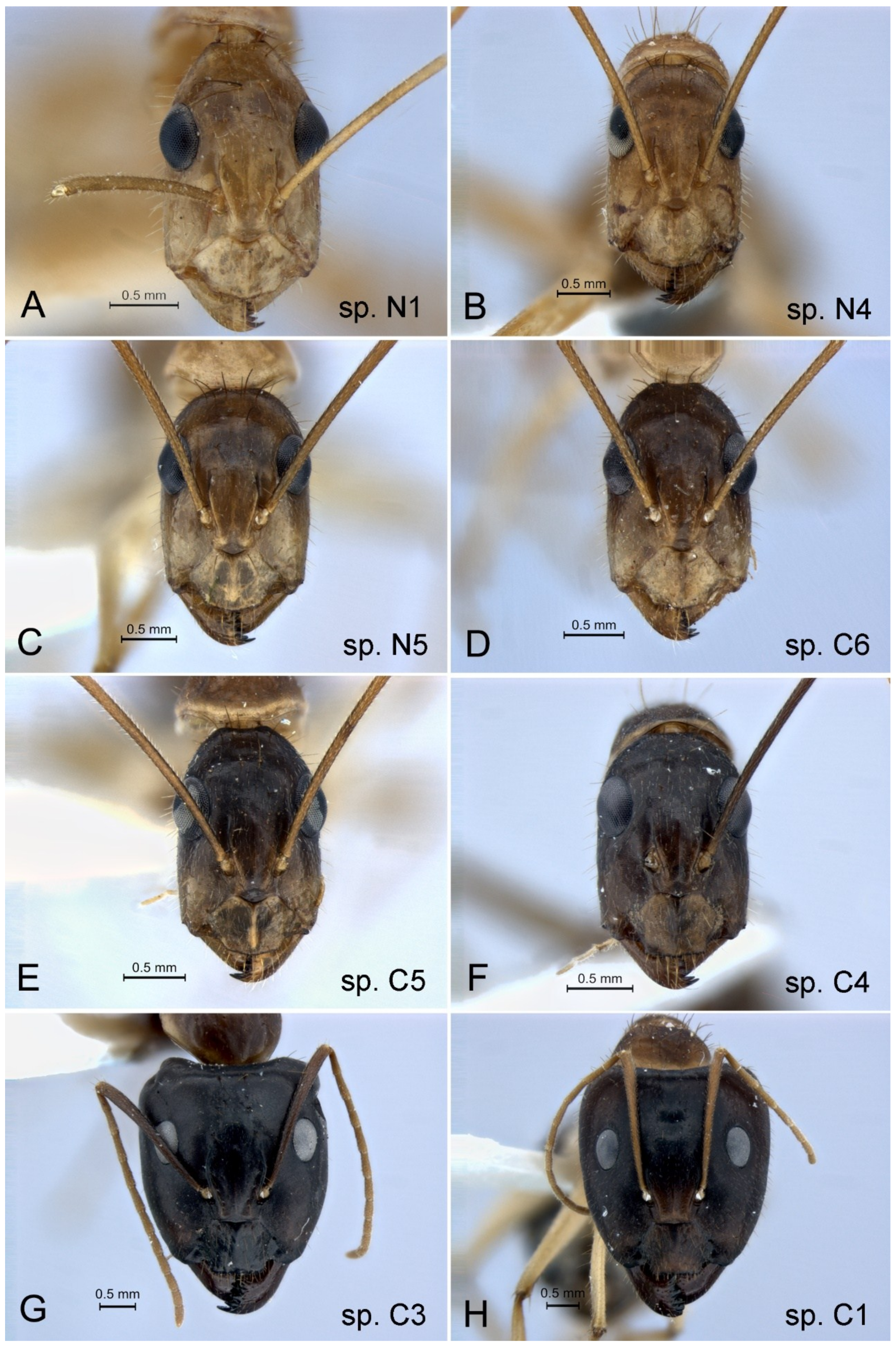 Diversity 10 00036 g013 Diversity 10 00036 g013