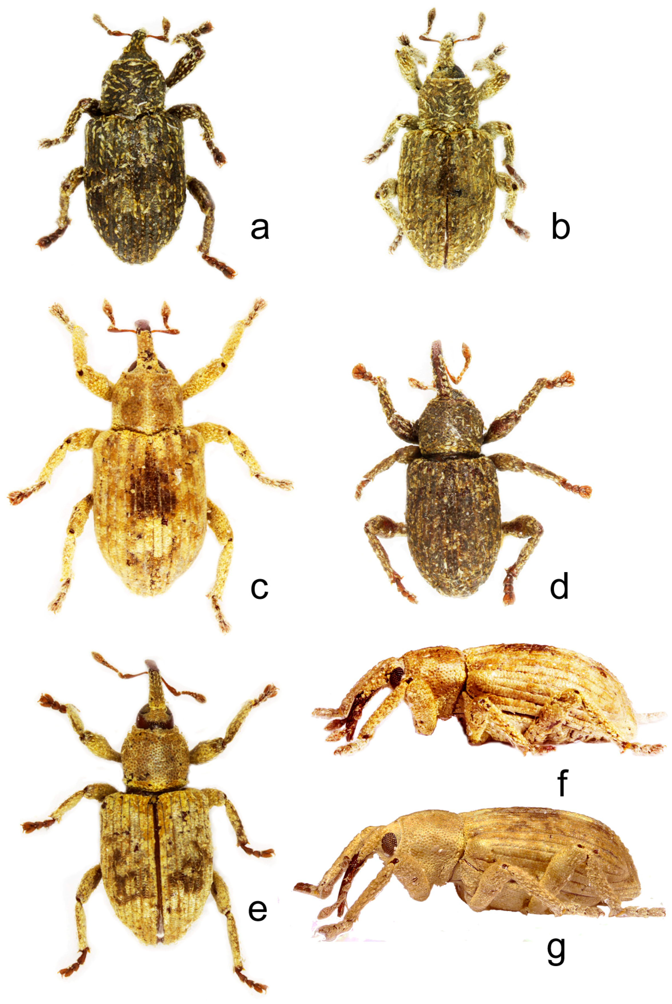 Diversity 10 00037 g001