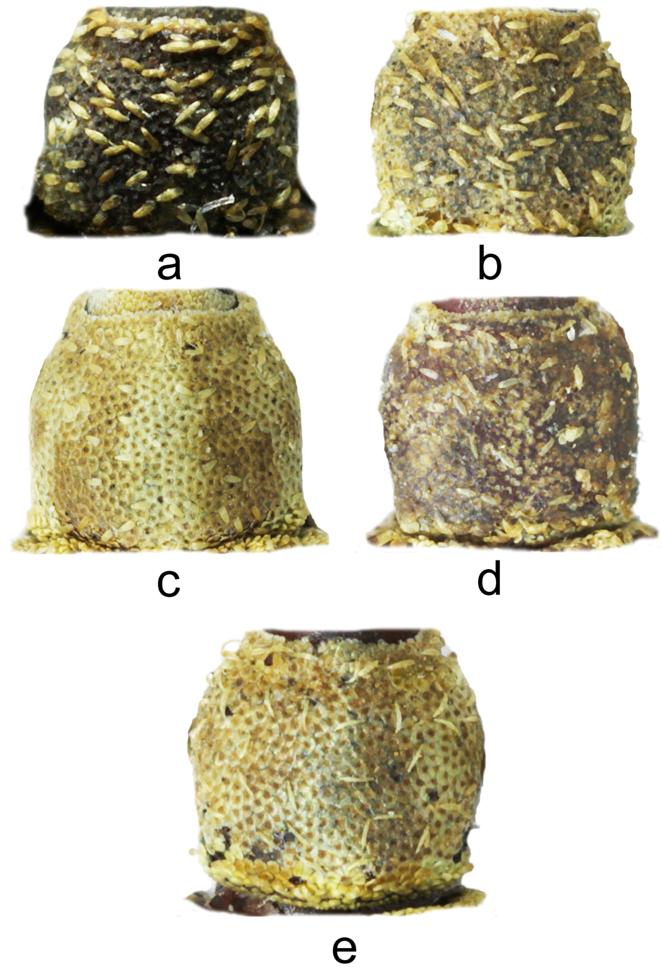 Diversity 10 00037 g002