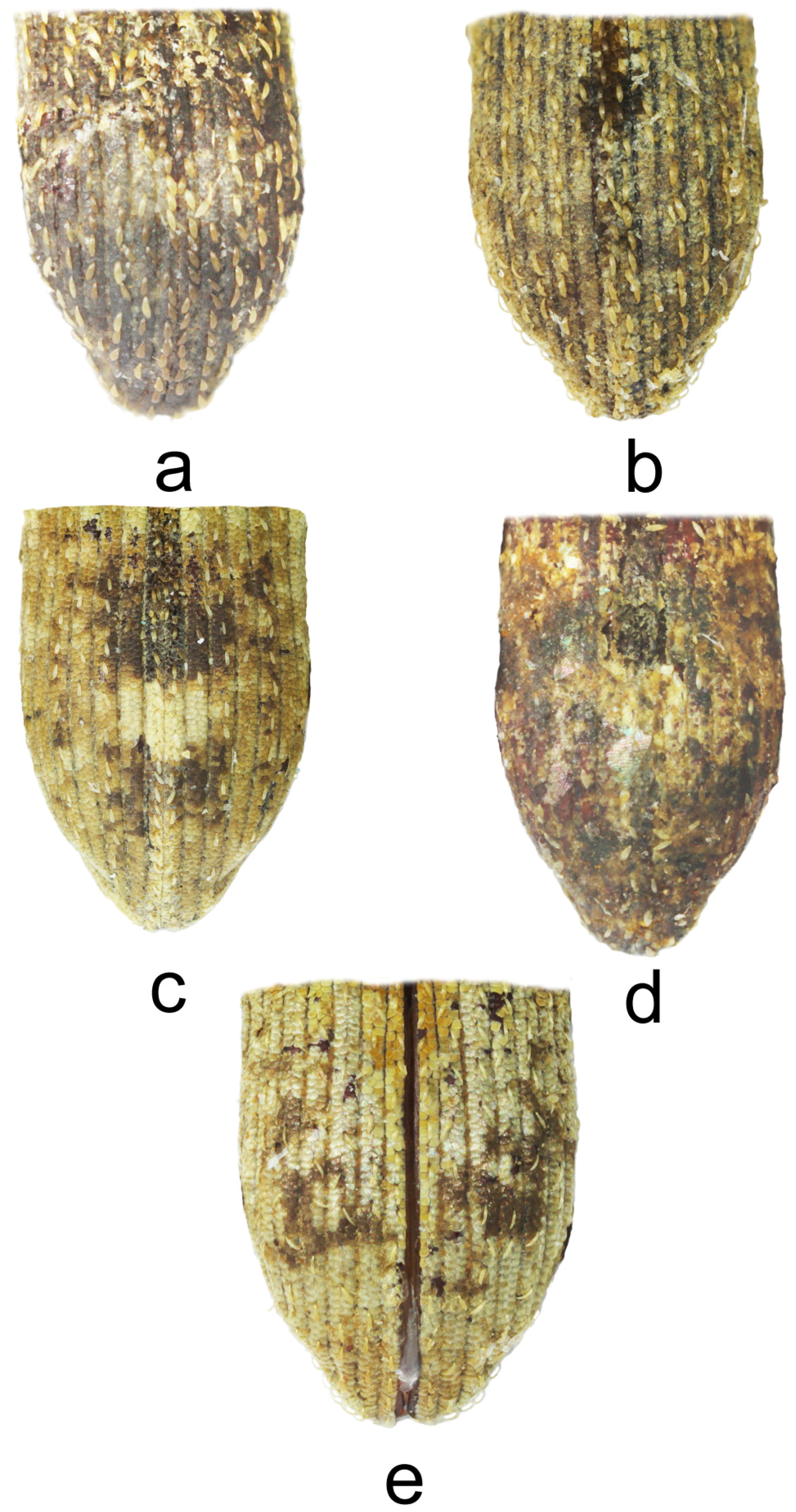Diversity 10 00037 g003