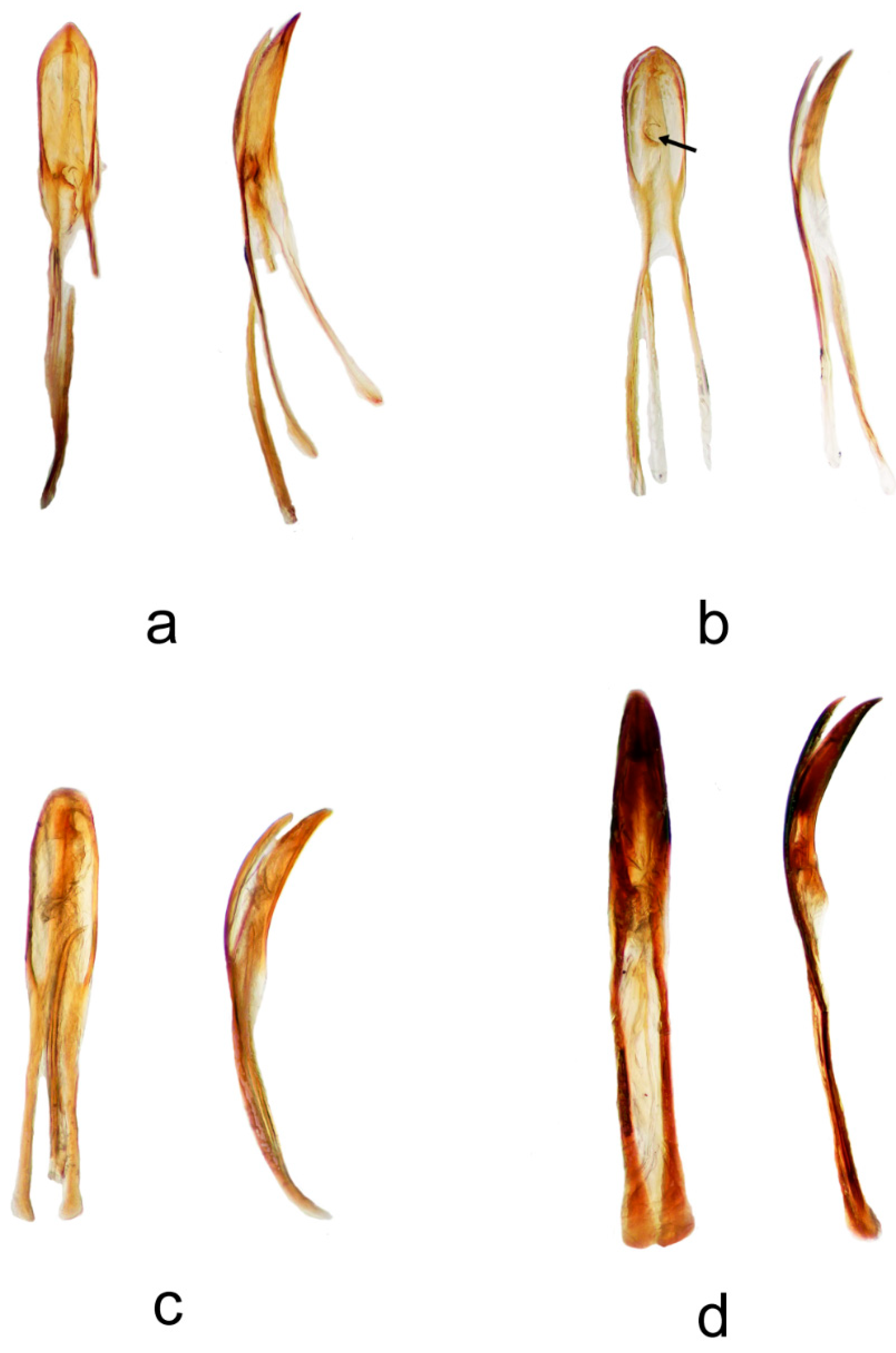 Diversity 10 00037 g005