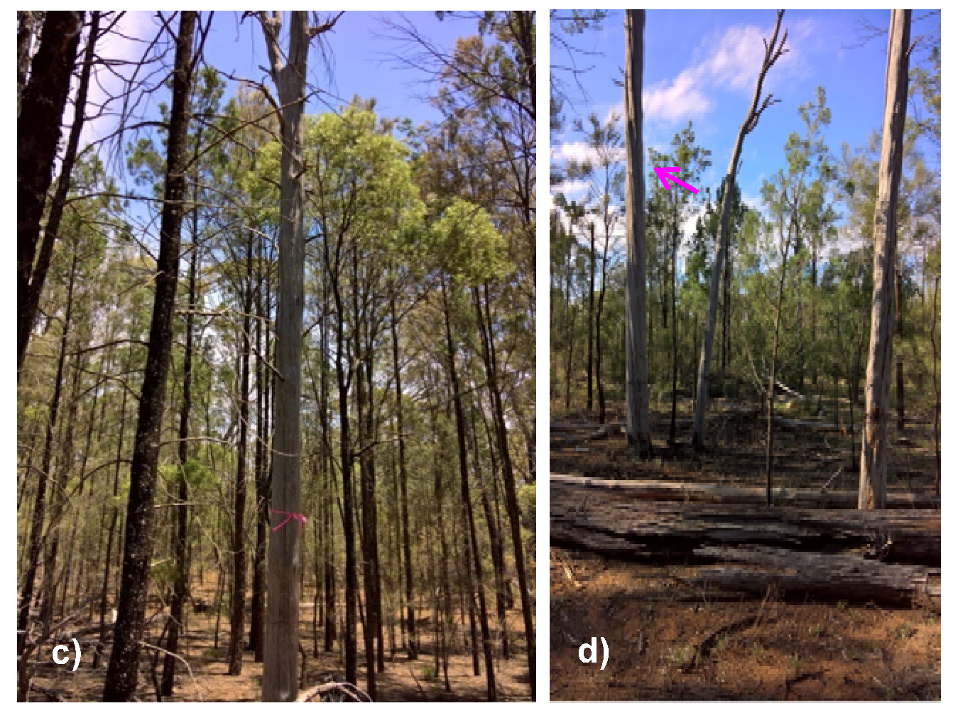 Diversity 10 00045 g005b