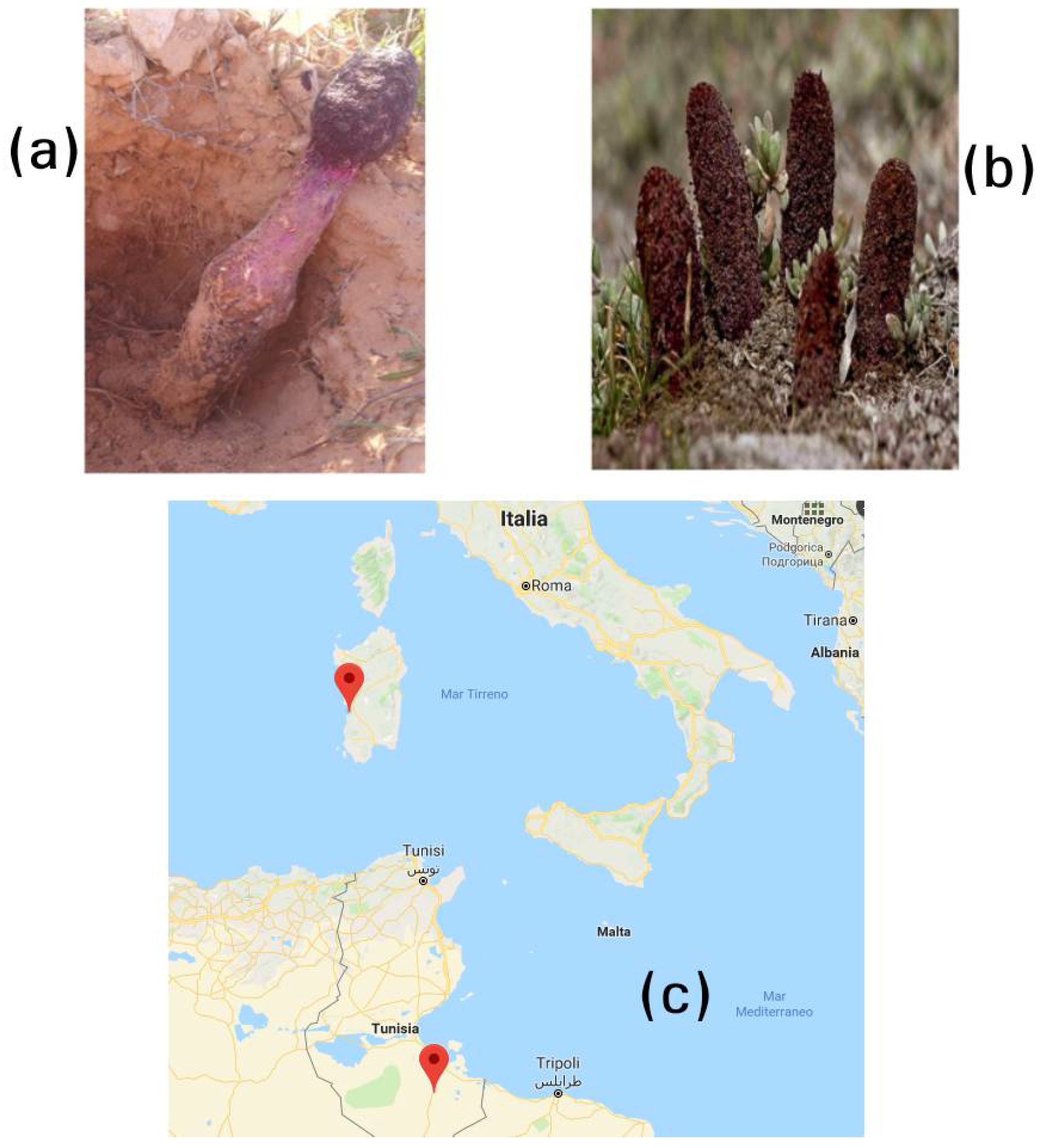 Diversity 10 00053 g001