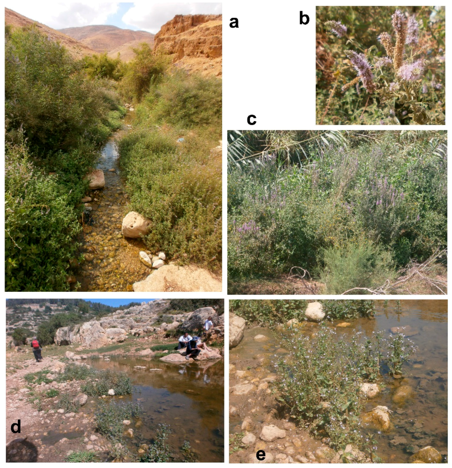 Diversity 10 00077 g002