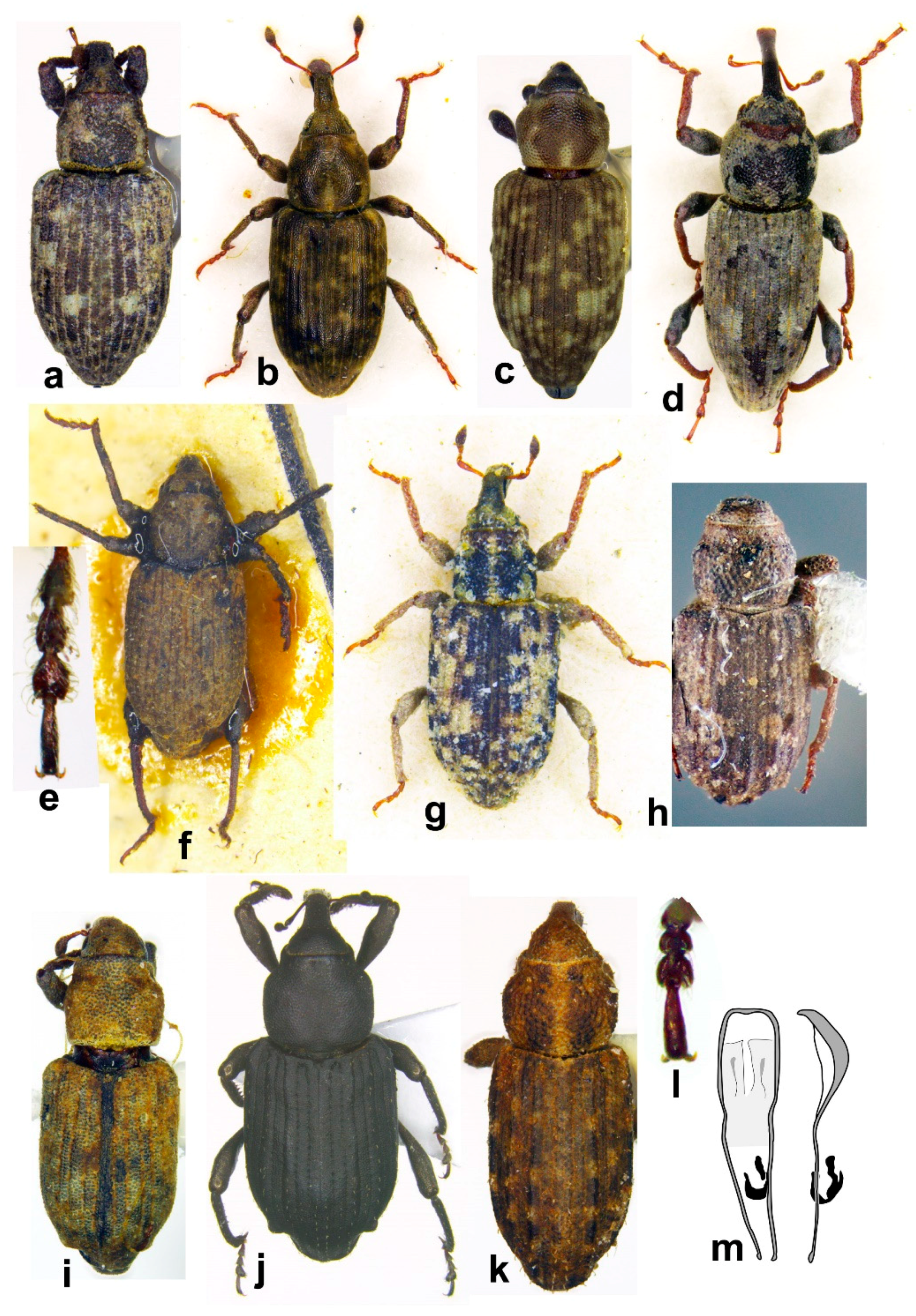 Diversity 10 00077 g007