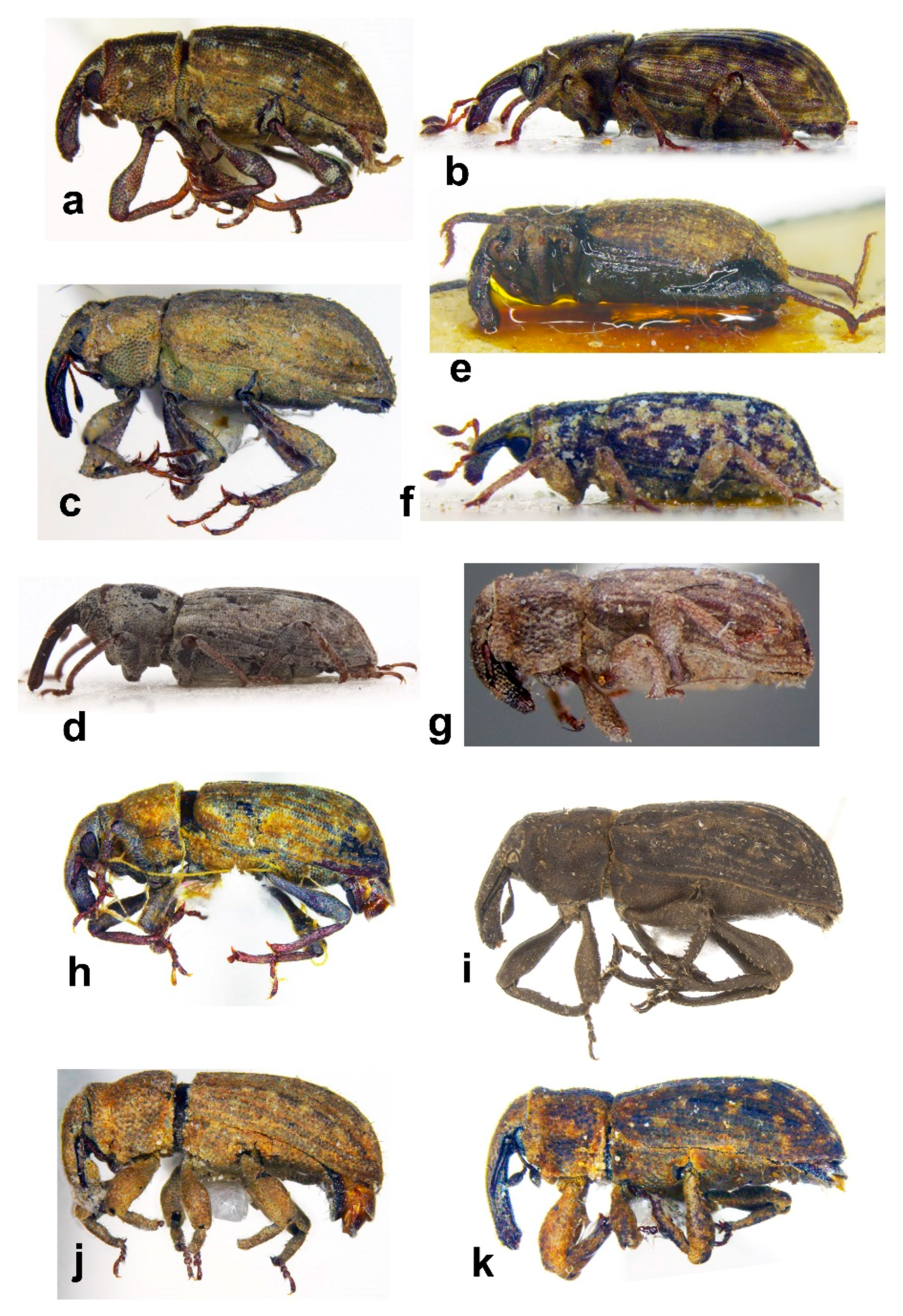 Diversity 10 00077 g008